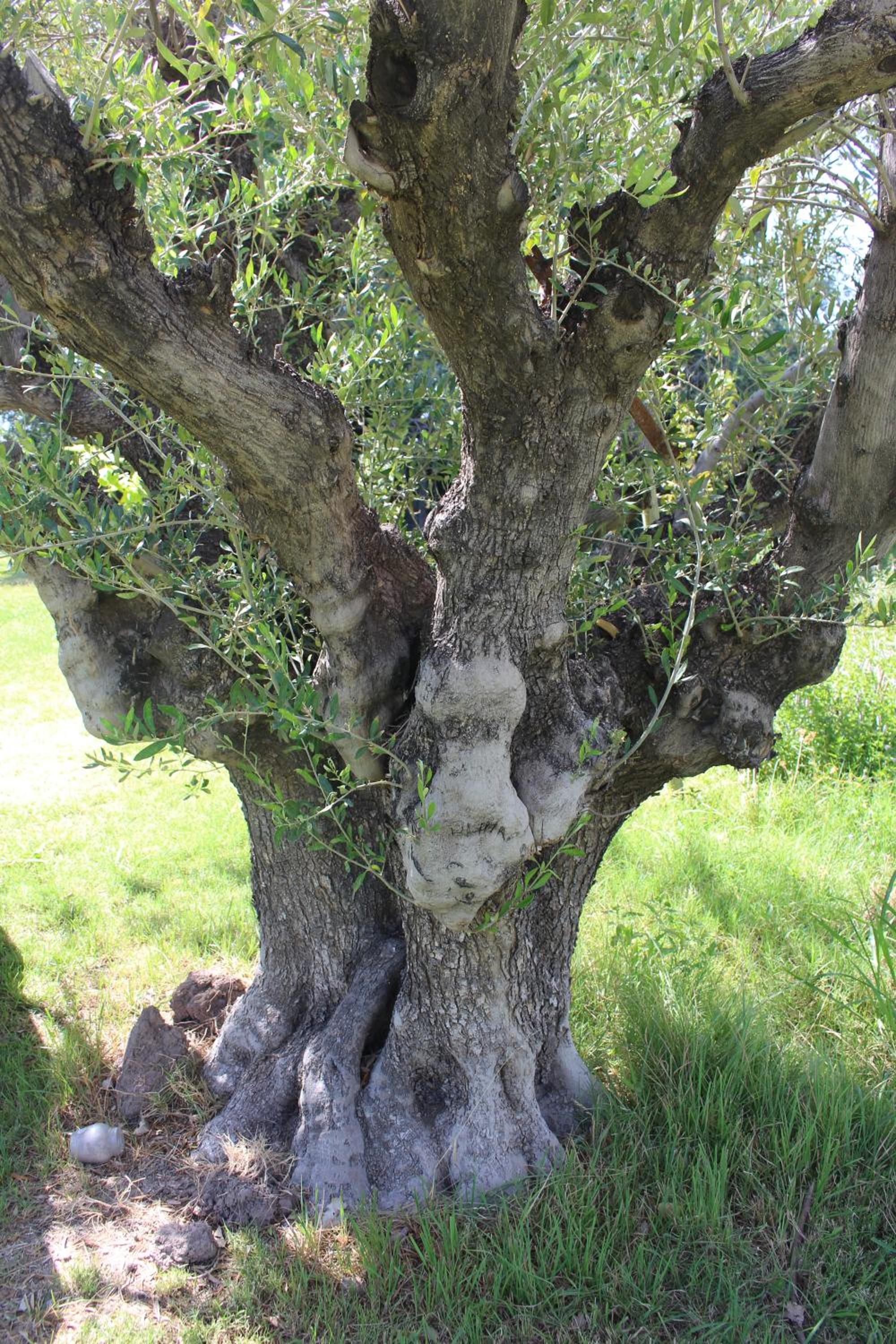 Cabaña en Olivar Centenario Agroecológico Tutuna