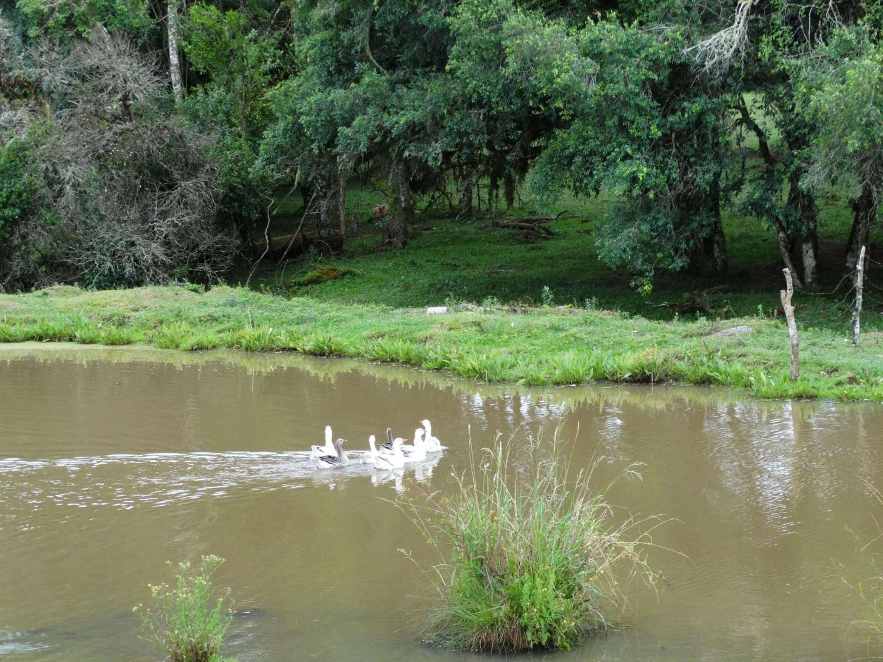 Photo 42