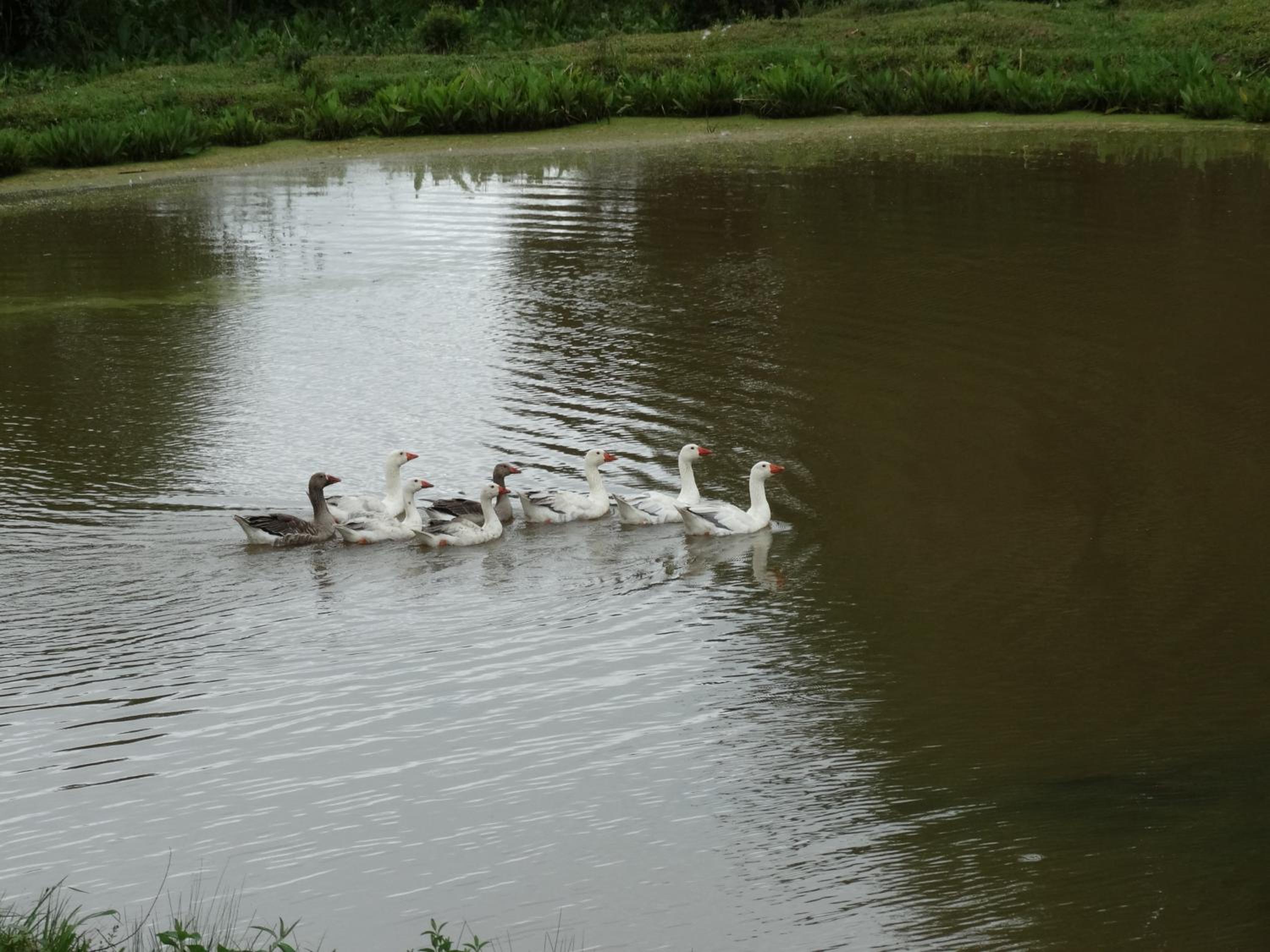 Photo 43