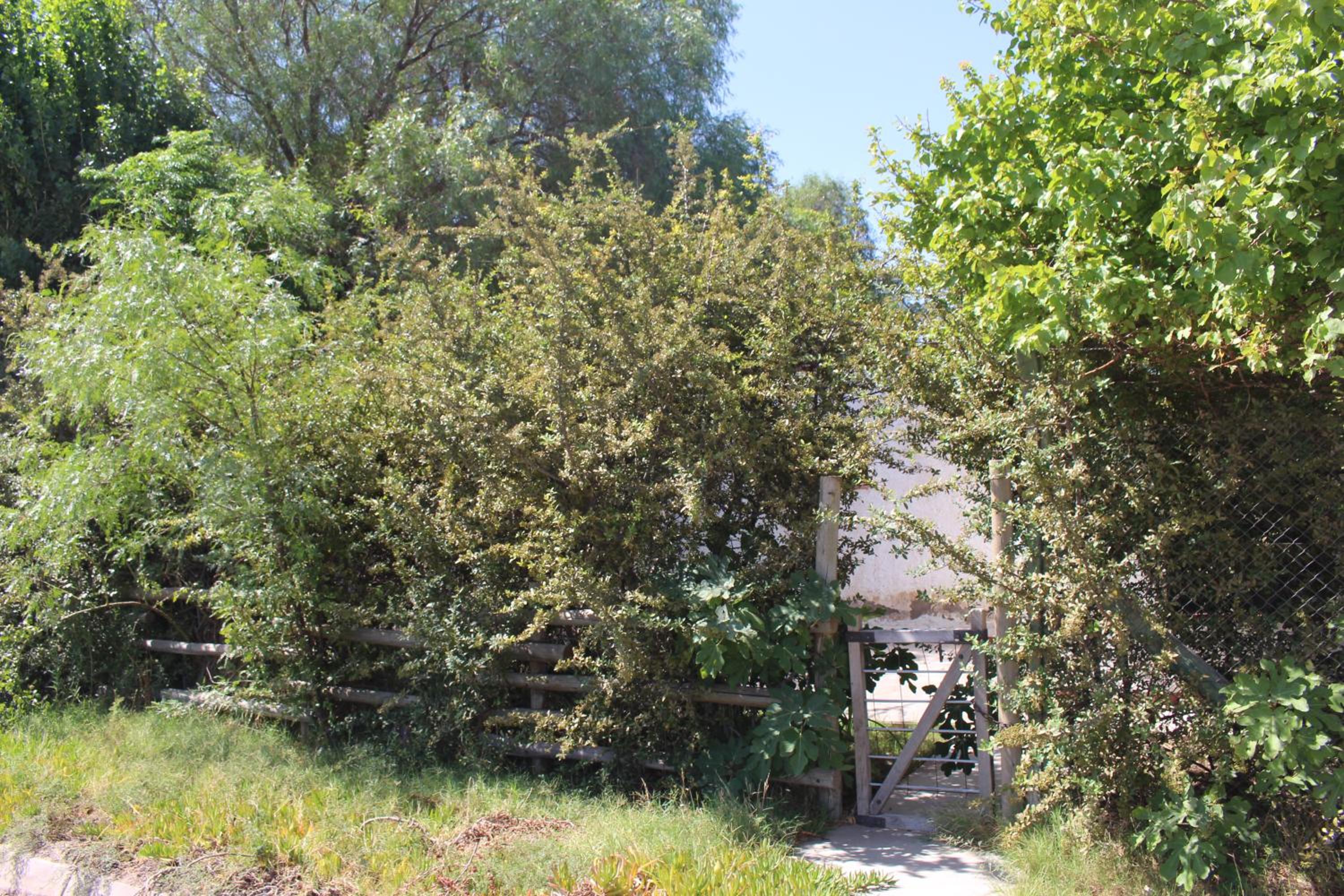 Cabaña en Olivar Centenario Agroecológico Tutuna