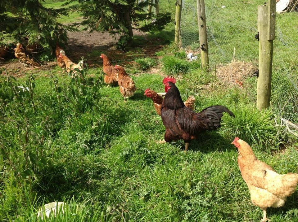 Bradridge Farm
