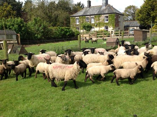 Bradridge Farm