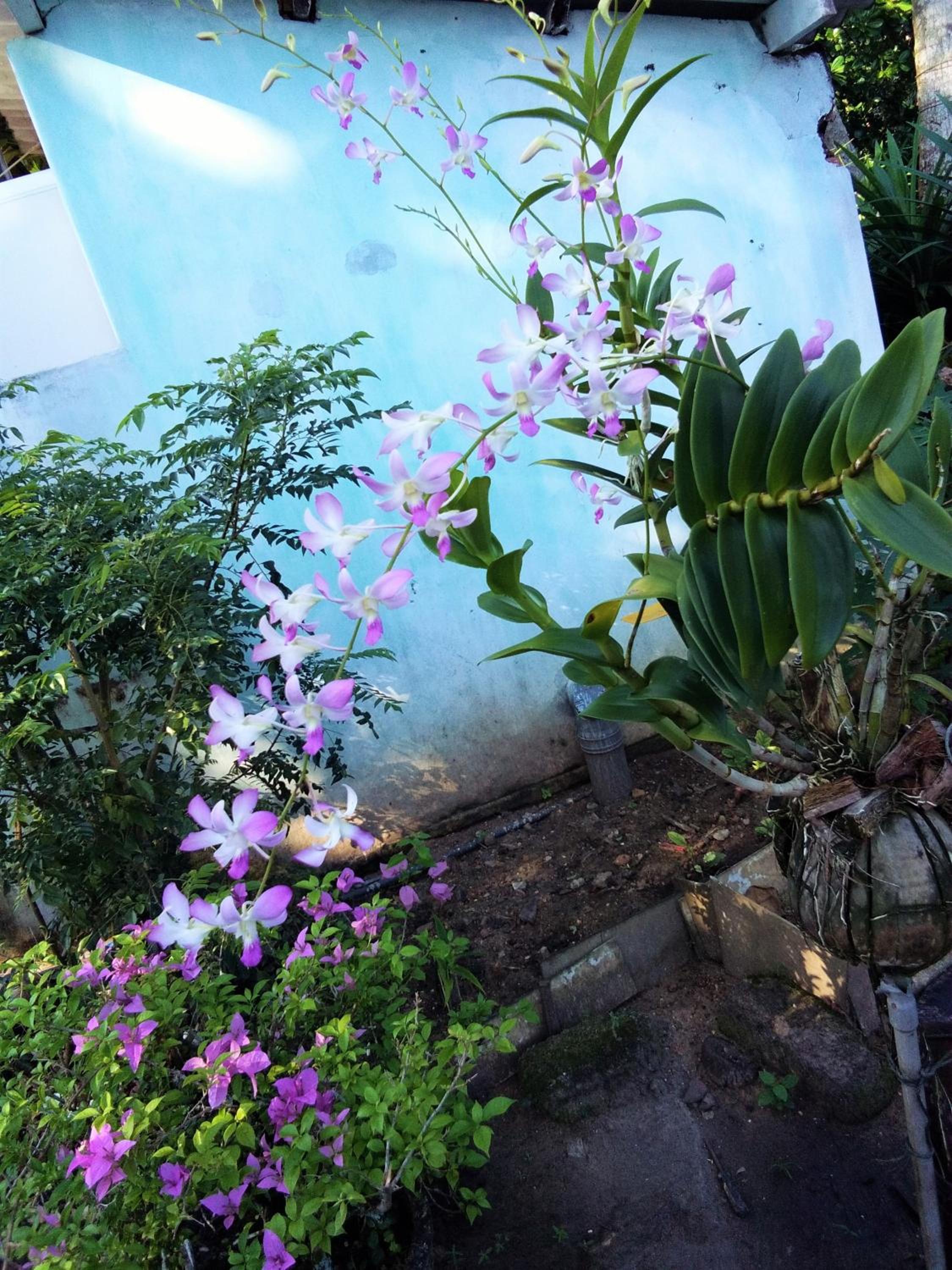 Hikkaduwa backyard beach homestay view 5