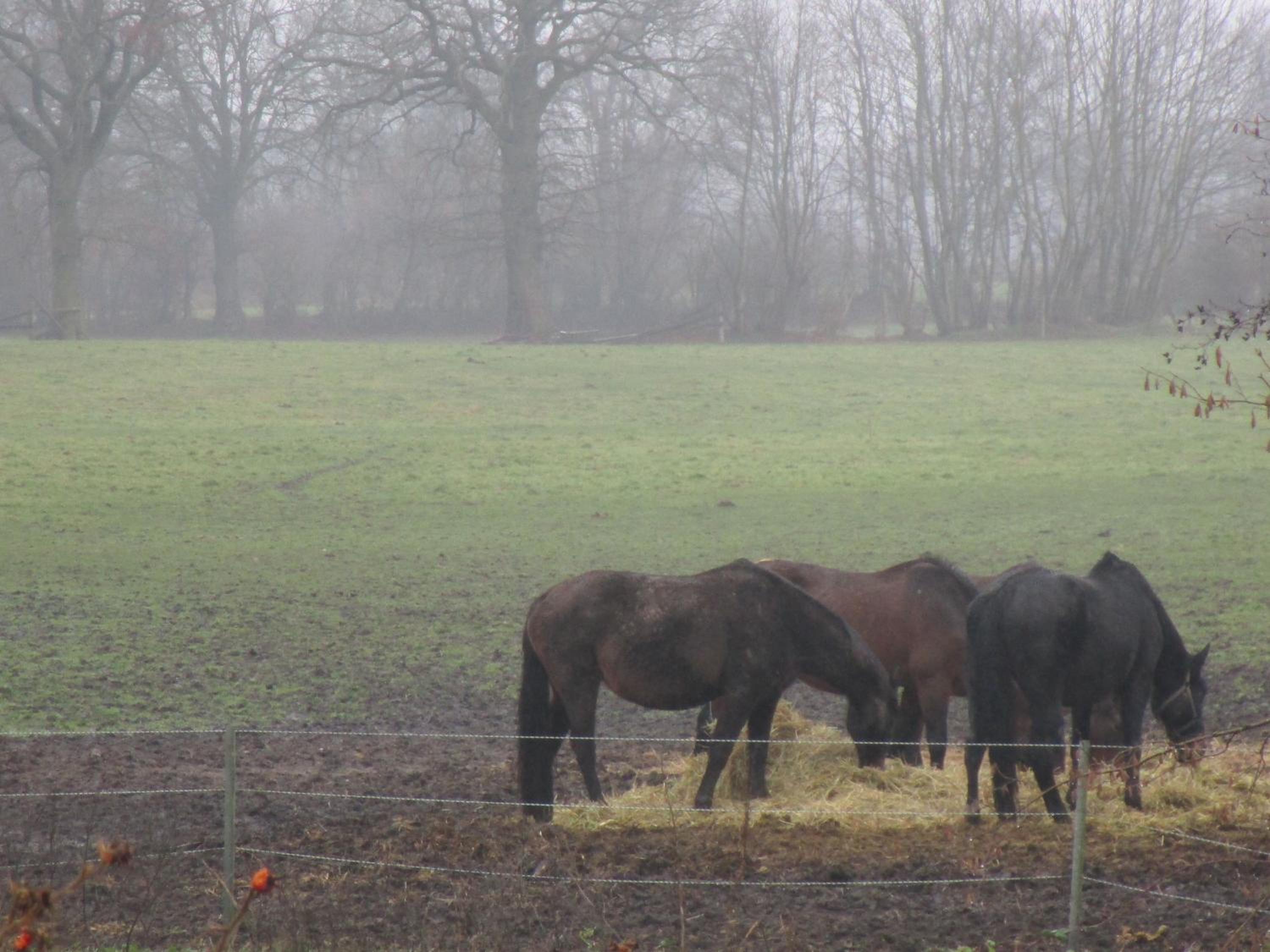 Landhaus Hammoor - Property Image 35