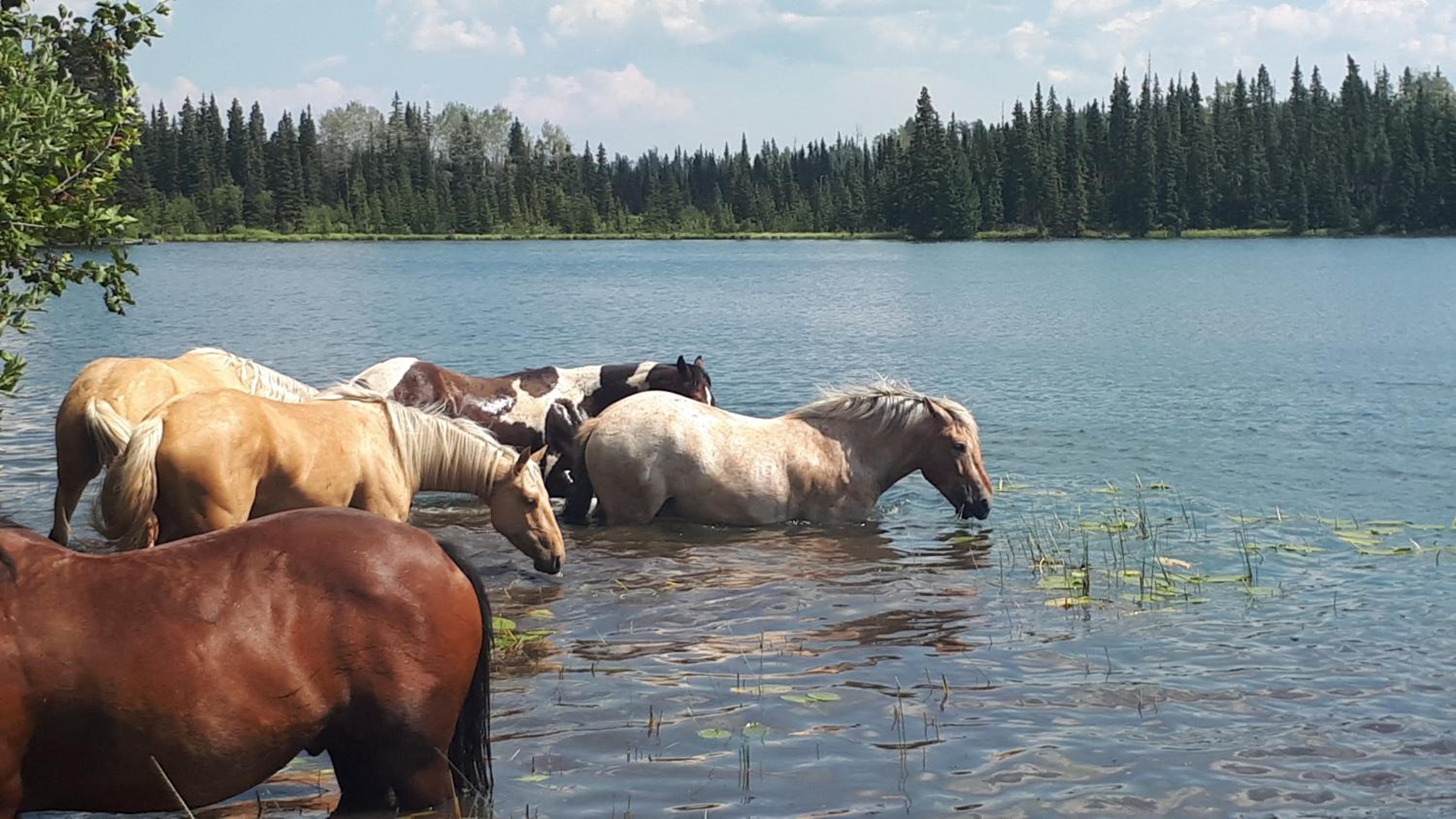 Wettstone Guest Ranch
