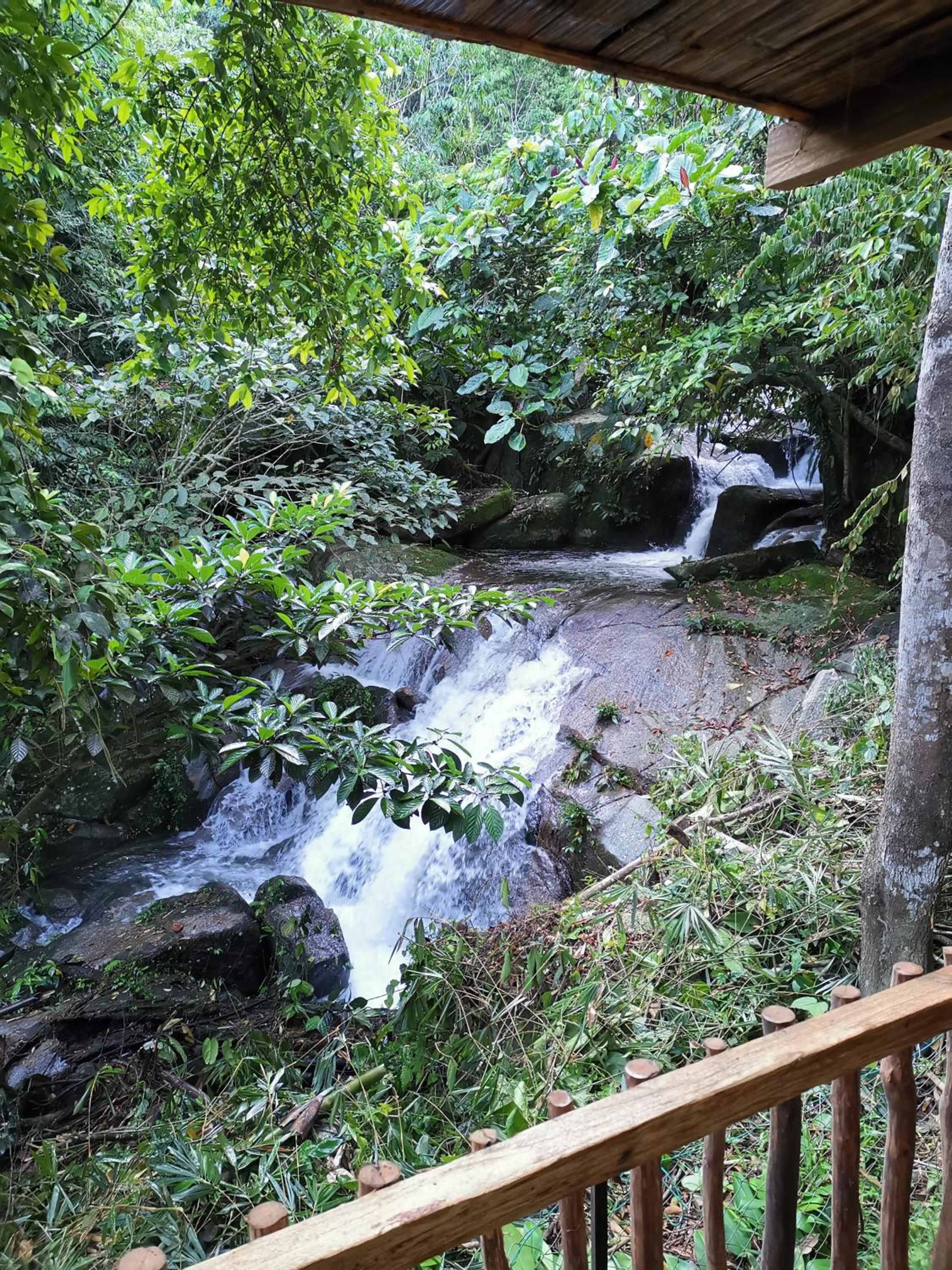 Rain Forest Inn