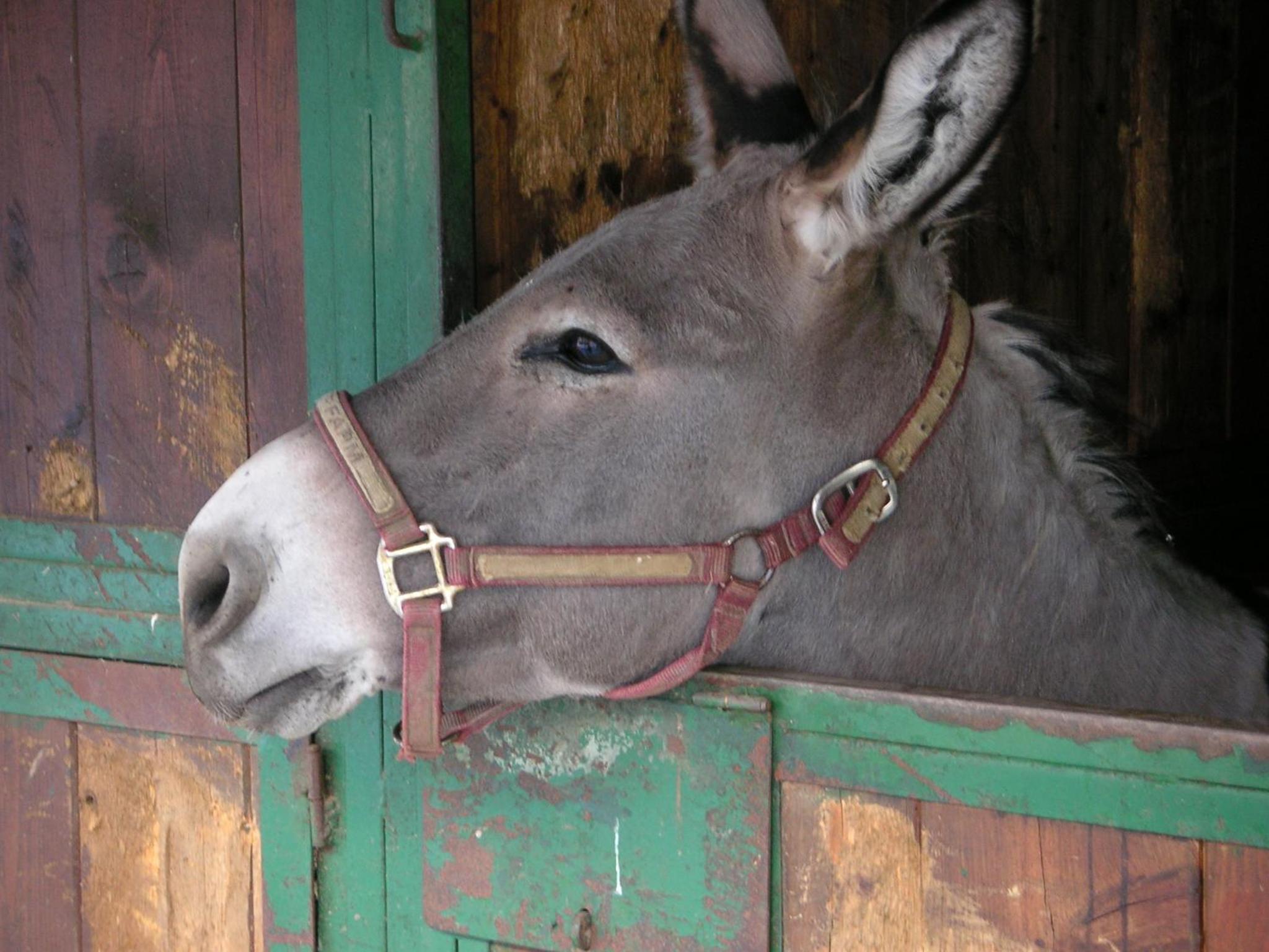 Agriturismo Fano's Farm