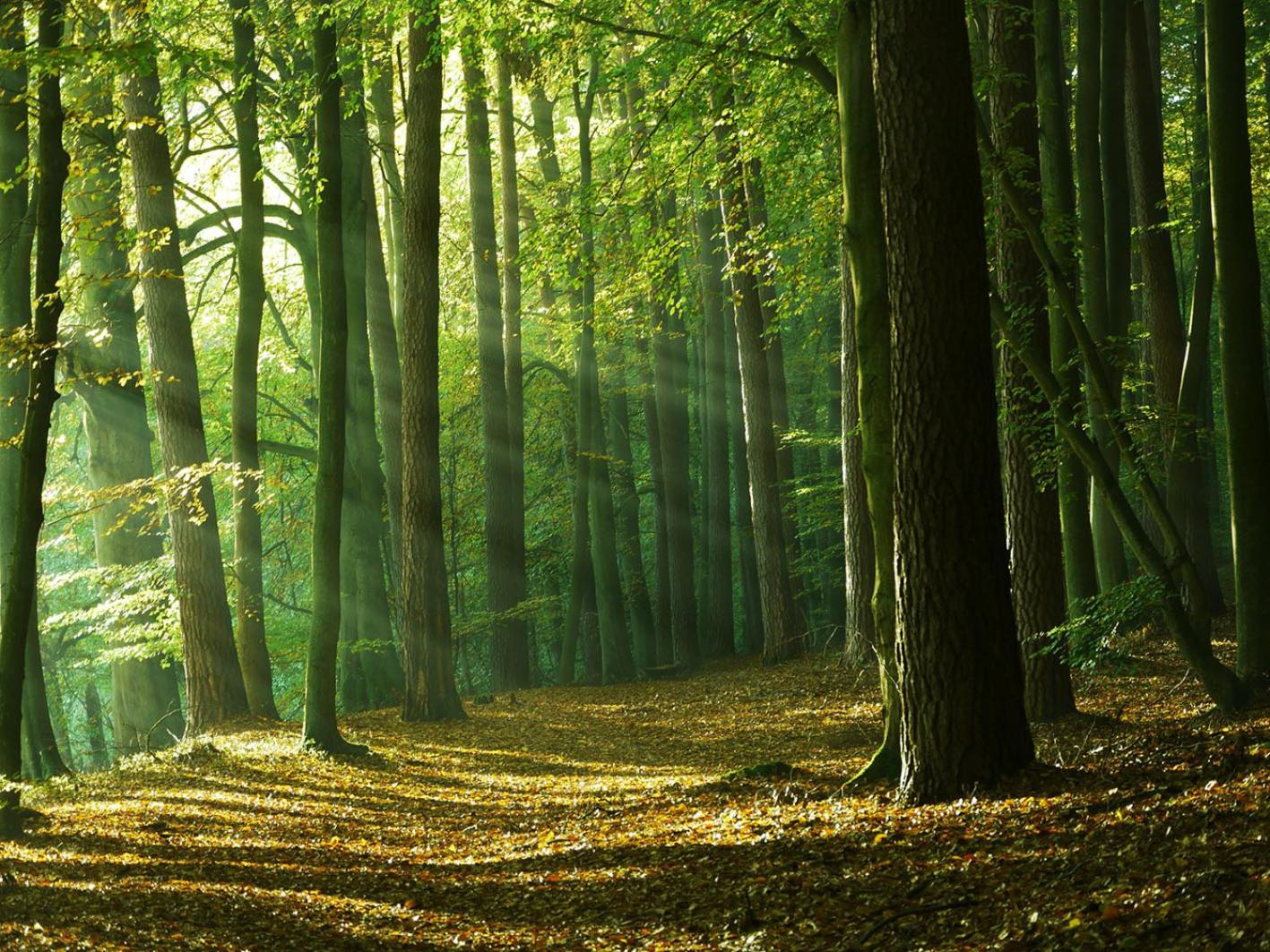 Waldschenke Stendenitz Ubernachten im Wald am See - Property Image 44