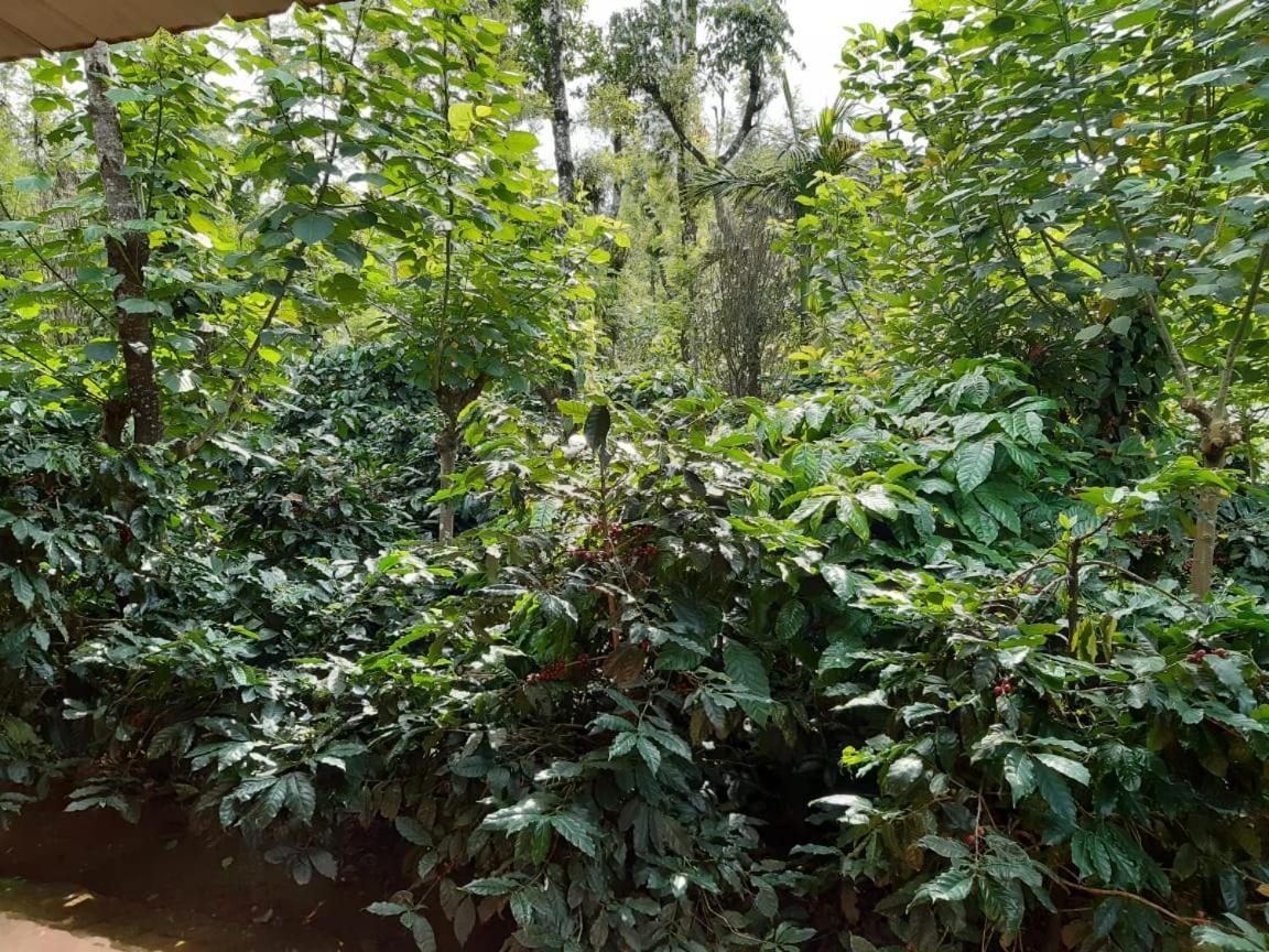 Athena Homestay view 5