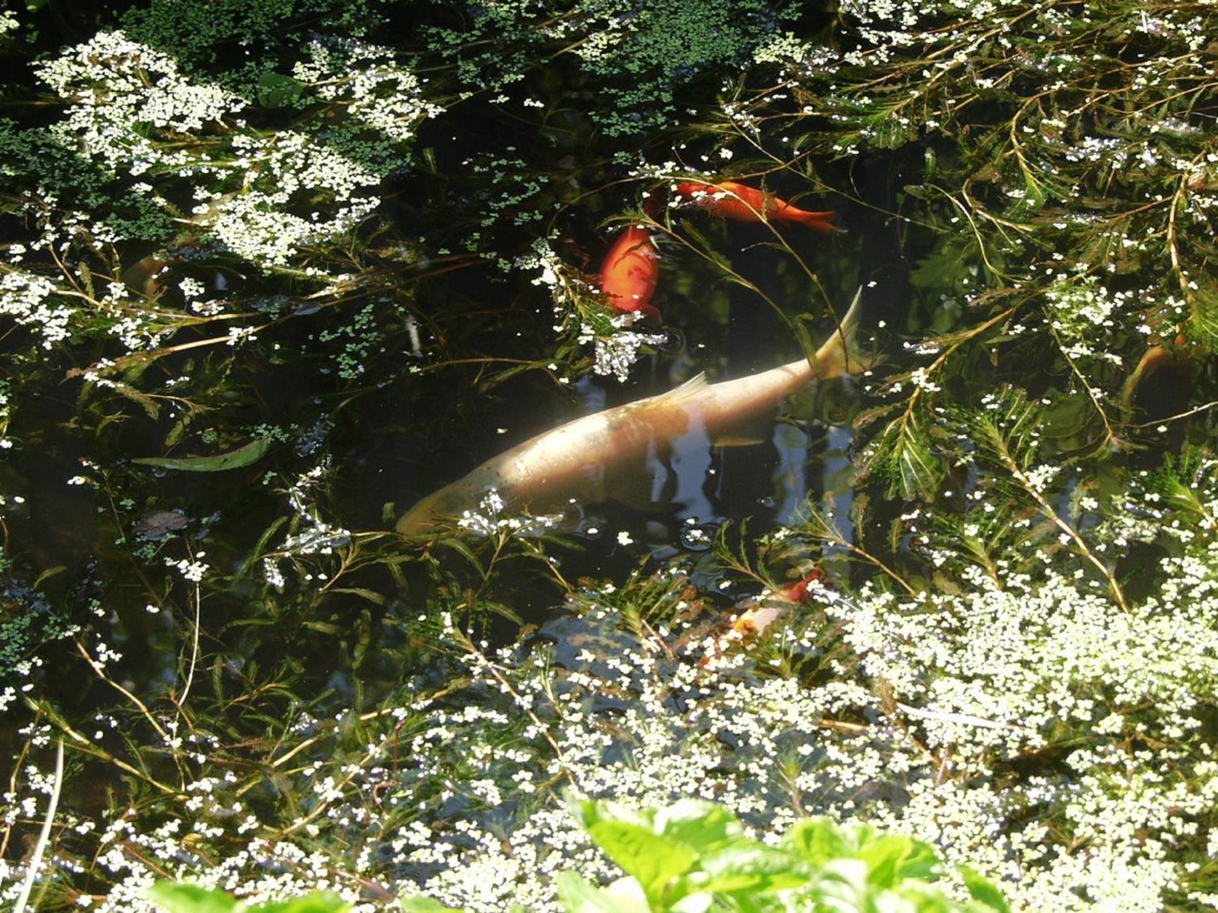 Photo 16