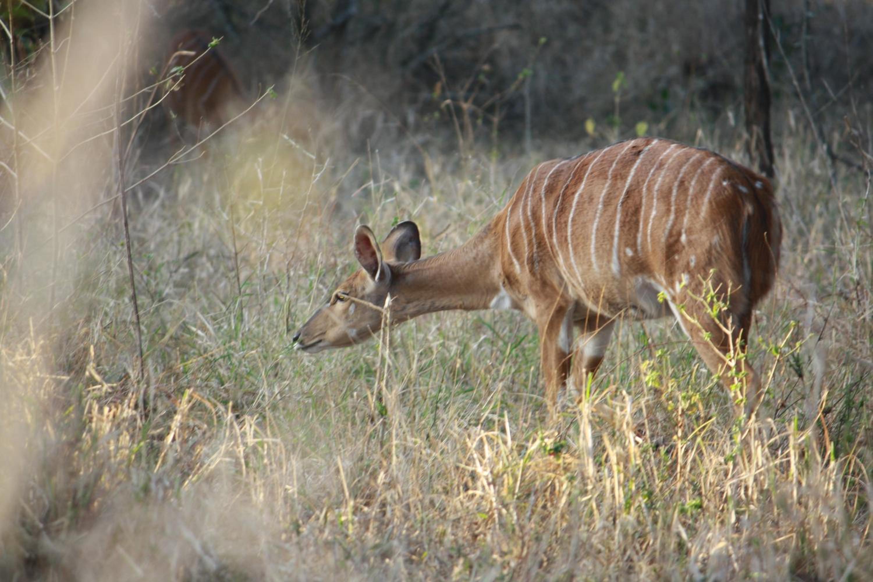 Nkonyeni Lodge & Golf Estate view 3
