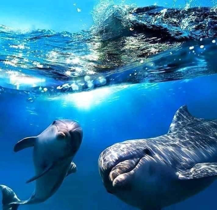 Dolphin Bay Hideaway