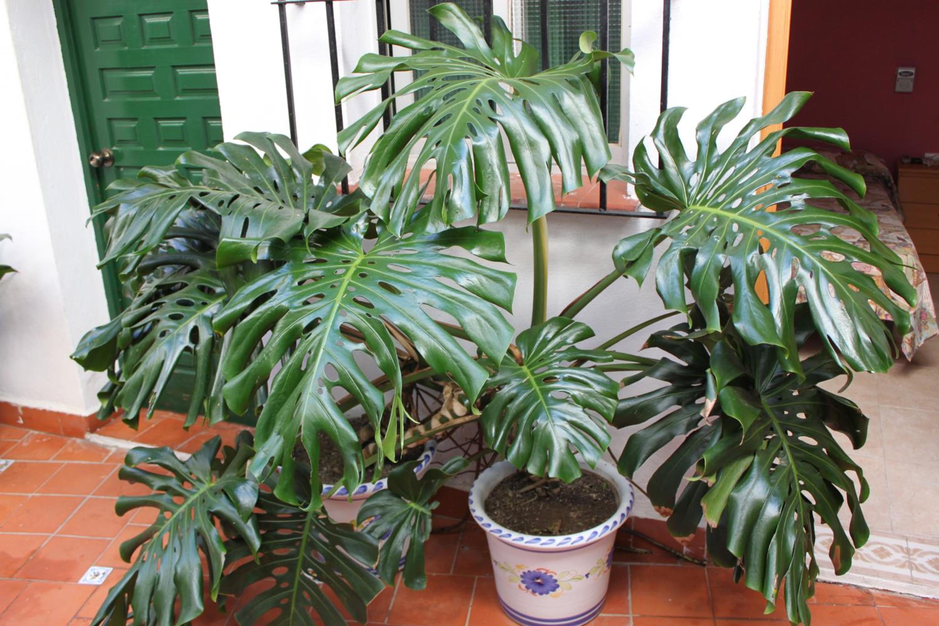 Hostal El Patio