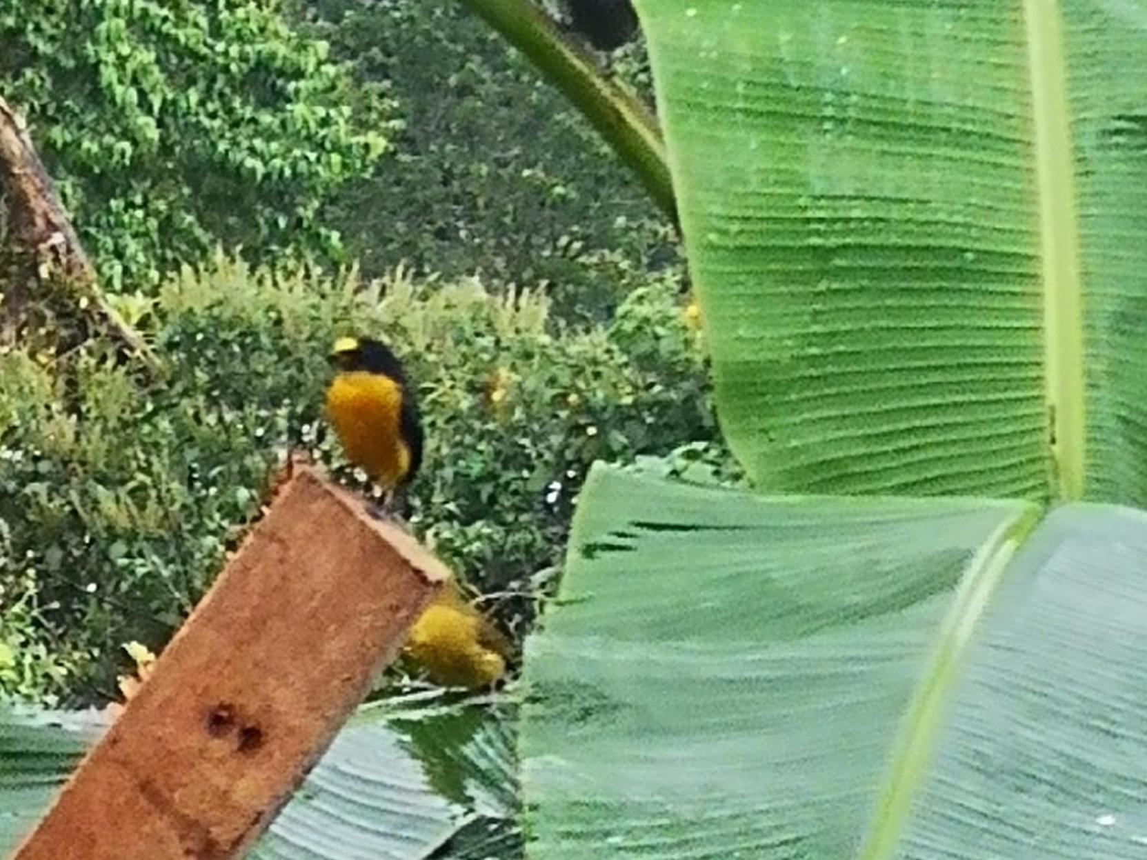 Tío Felix Eco Lodge