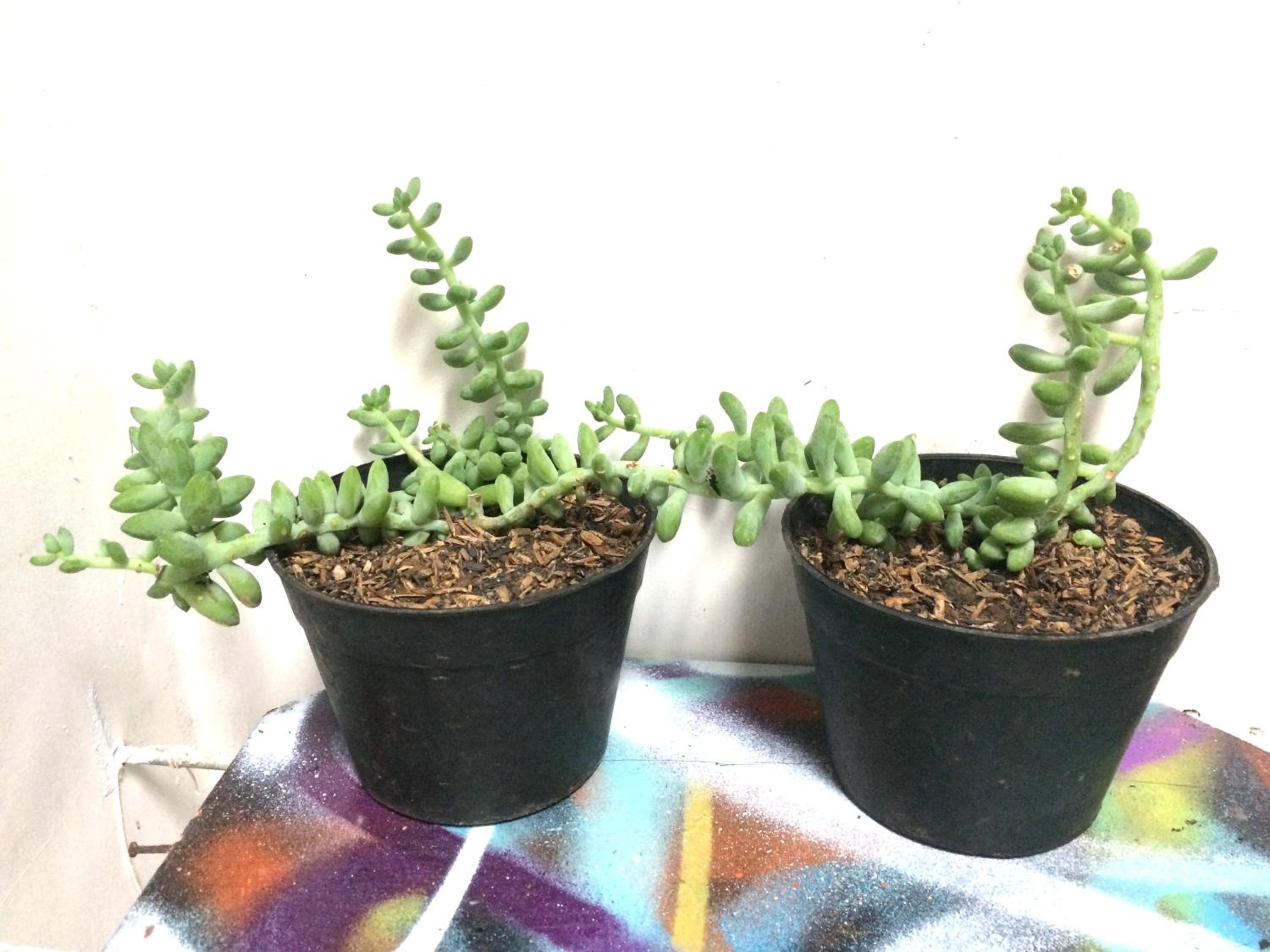 "NOMORE" Gallery and Guesthouse - Image 4