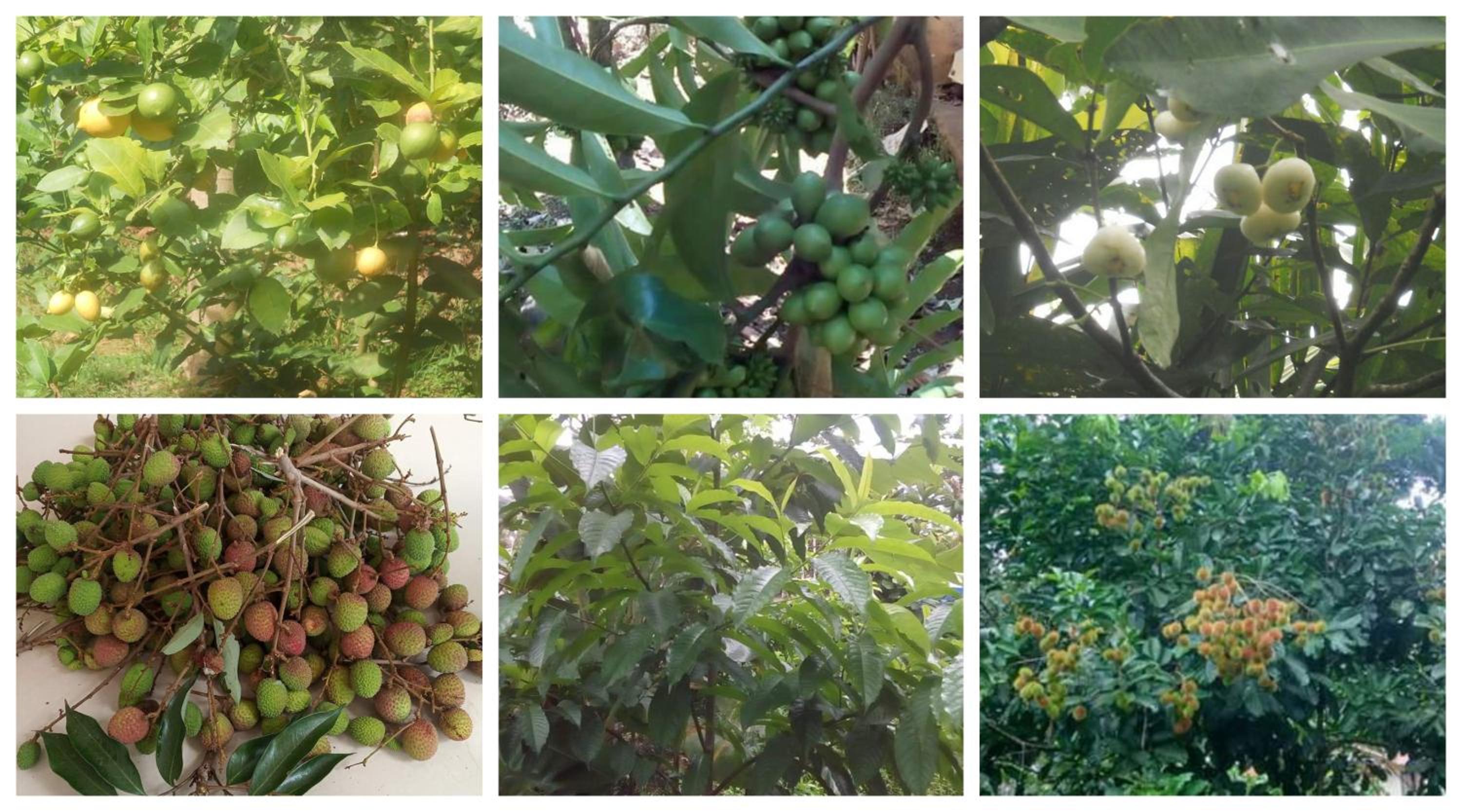 Anand homestay view 4