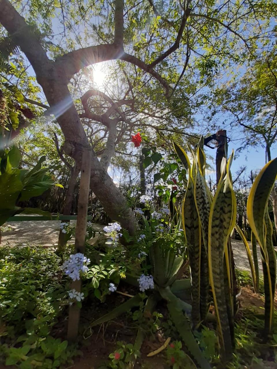 garden