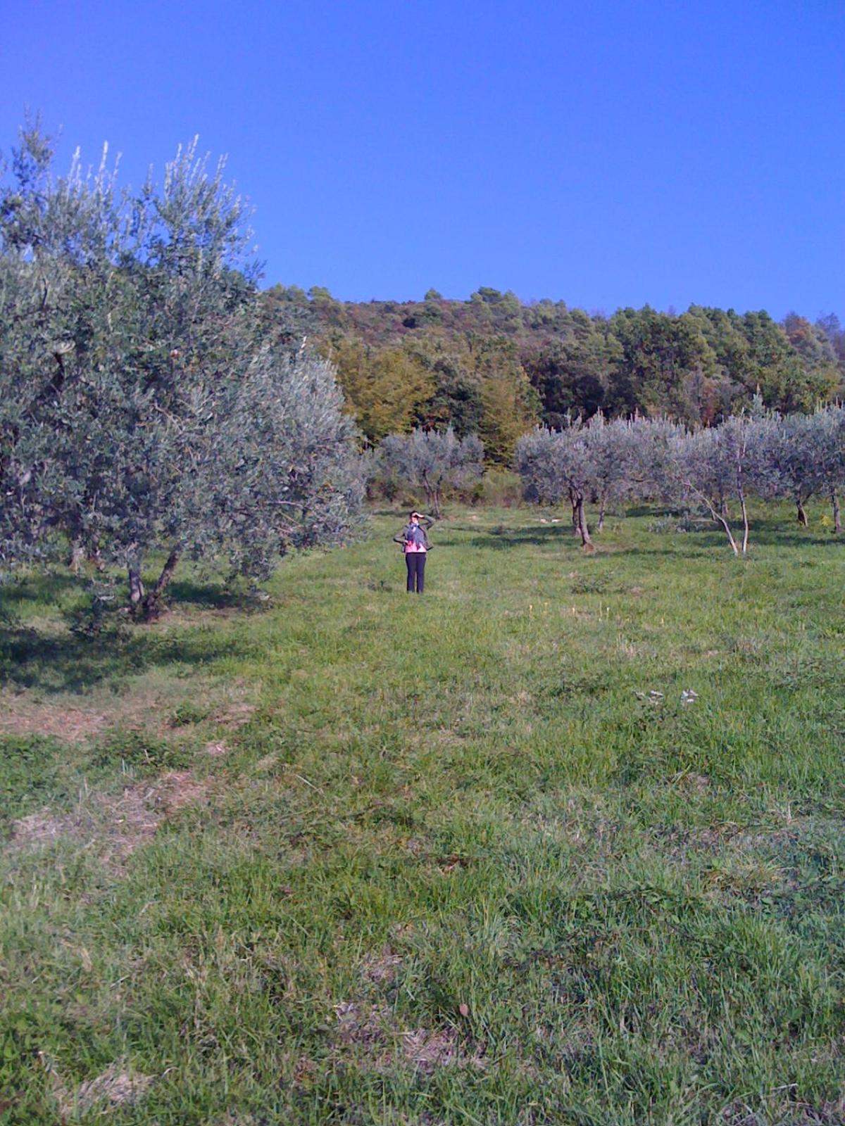 hilltop villa garden with great views view 4