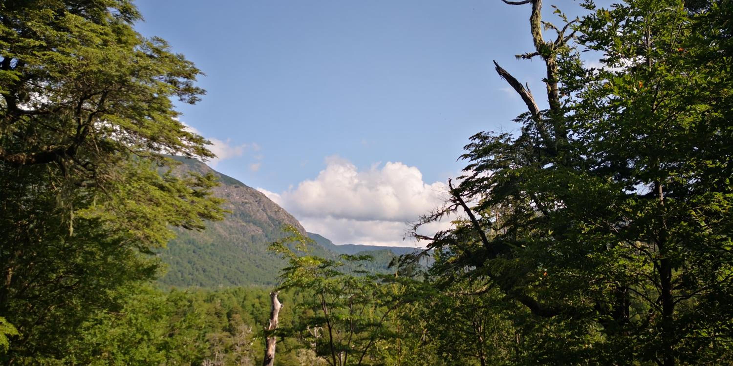 Lodge Palguin Alto