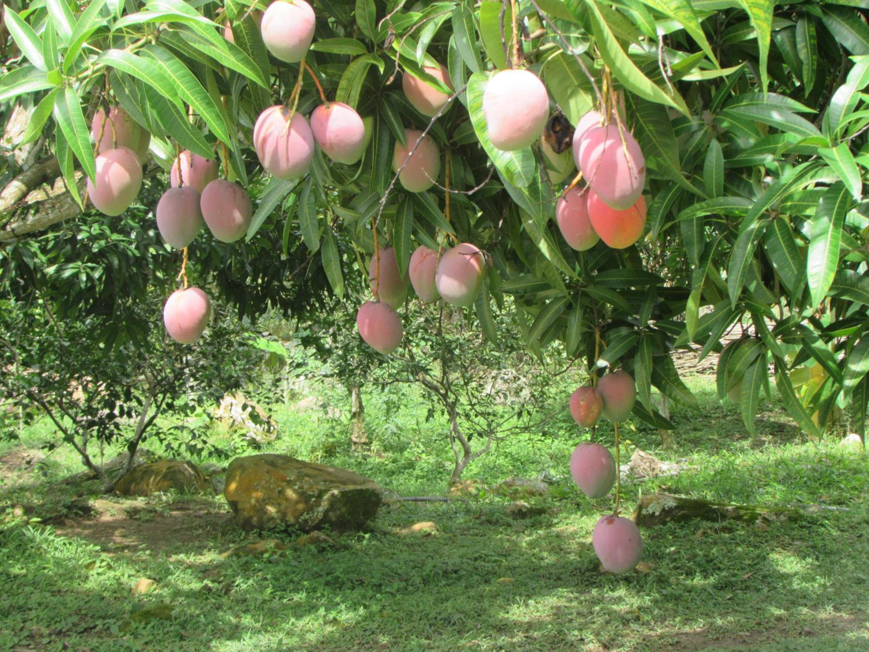 Finca Turística Santa Bárbara
