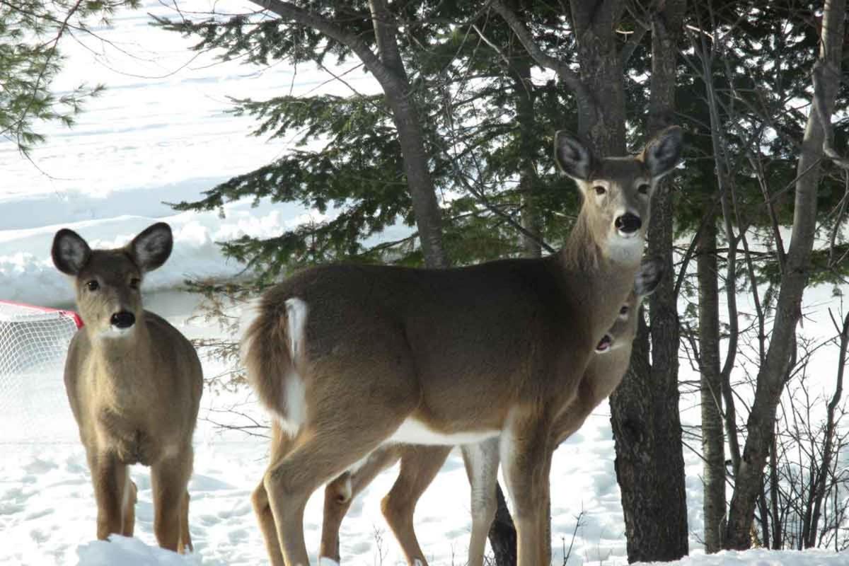 Blue Spruce Bed and Breakfast Muskoka