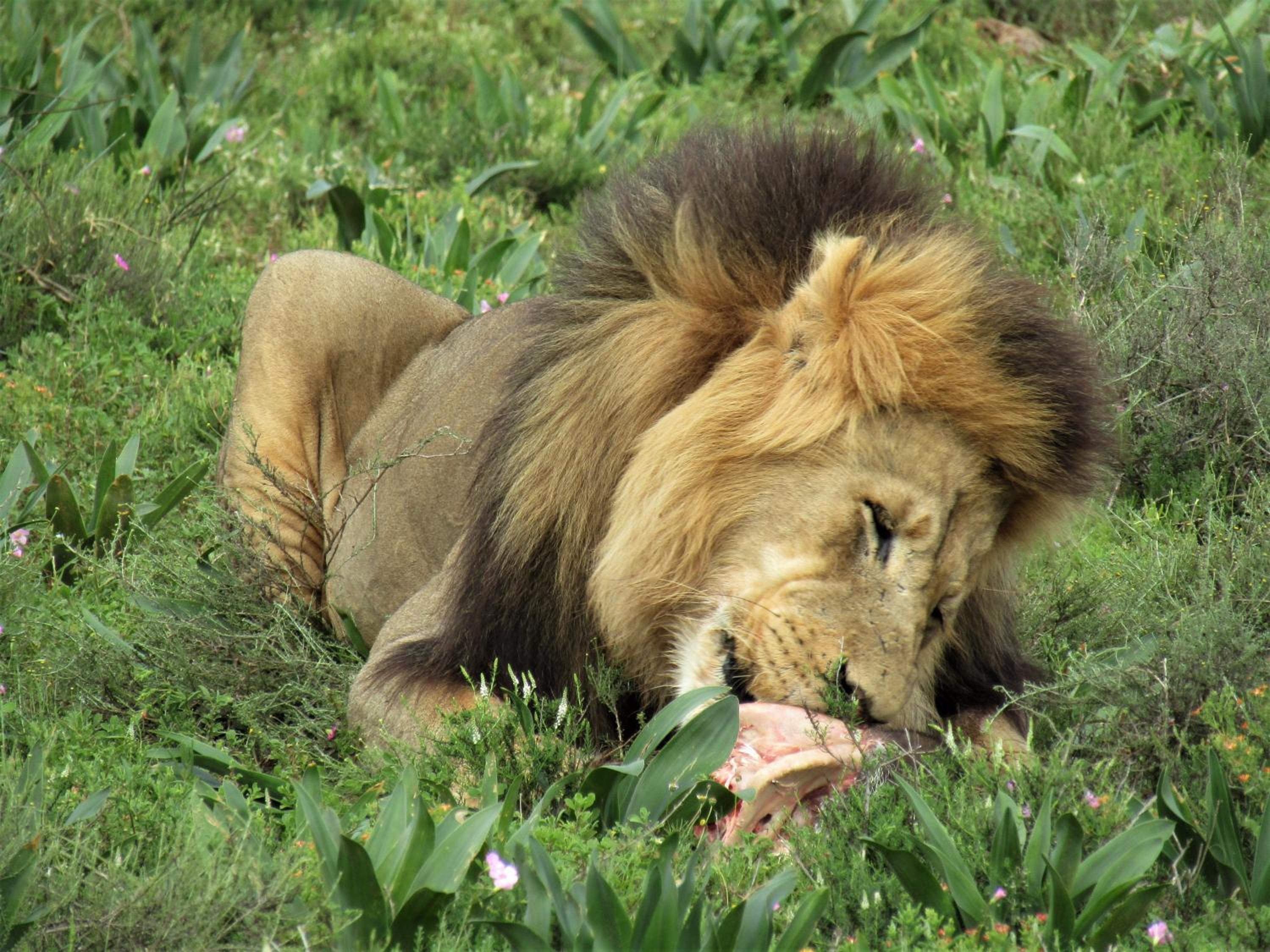 Chrislin African Lodge