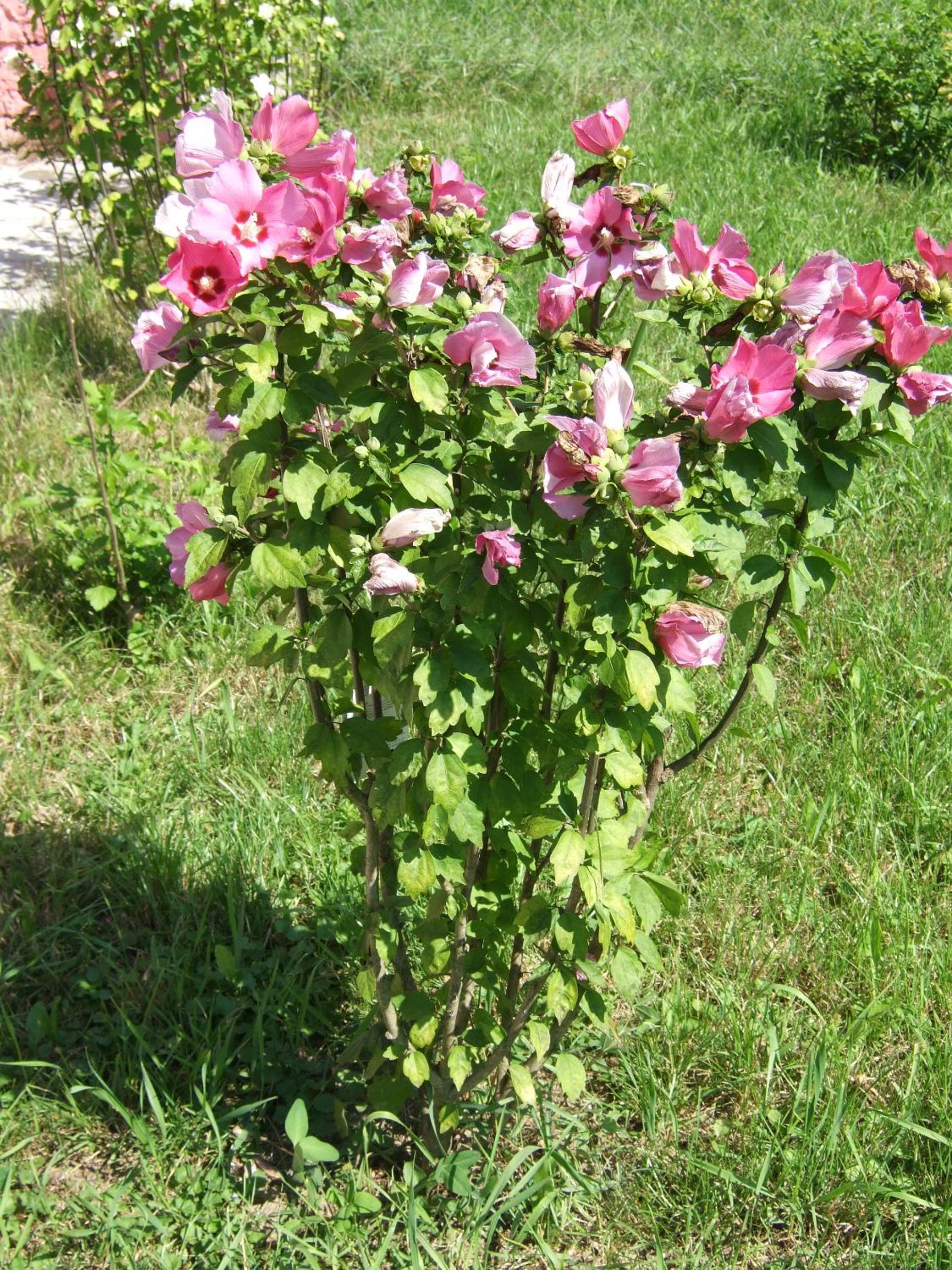 Hibiszkusz Haz view 5