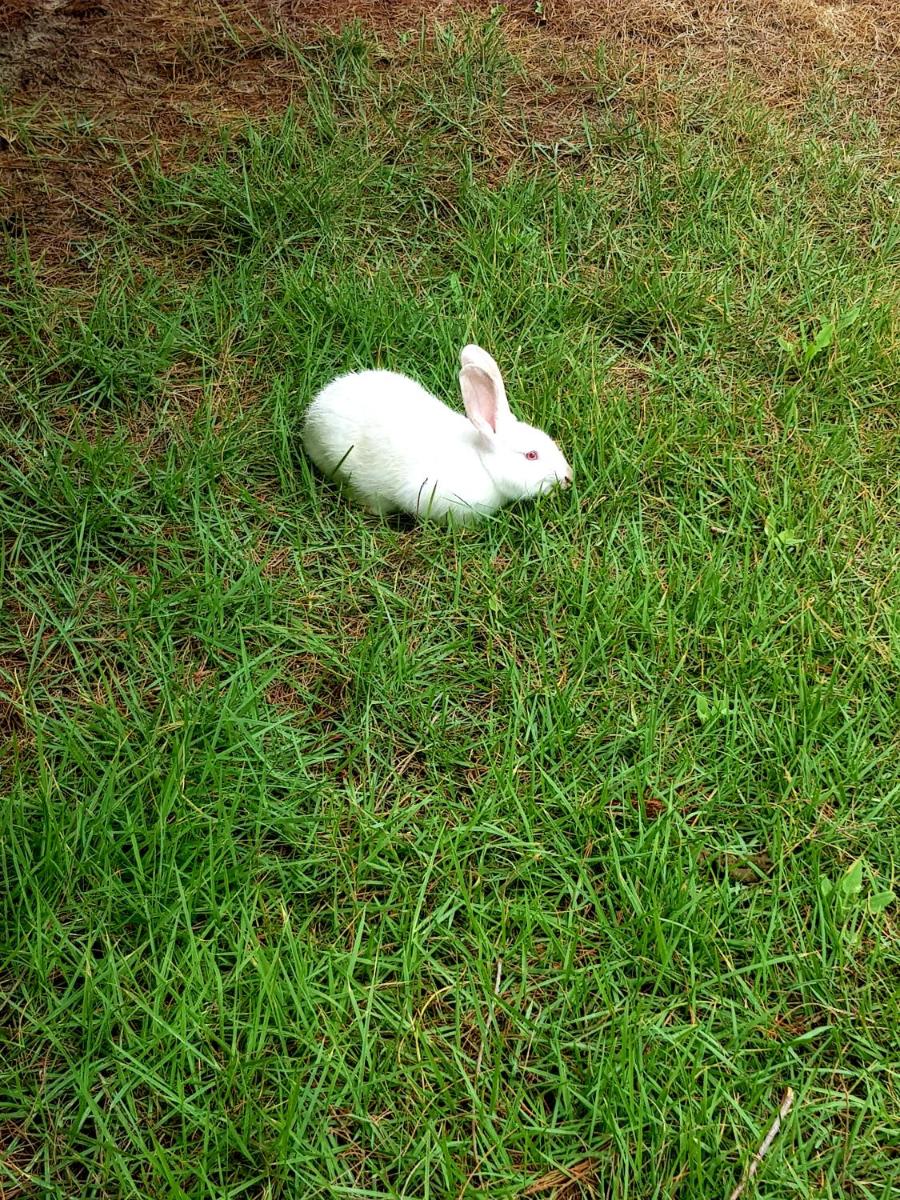 Photo 43