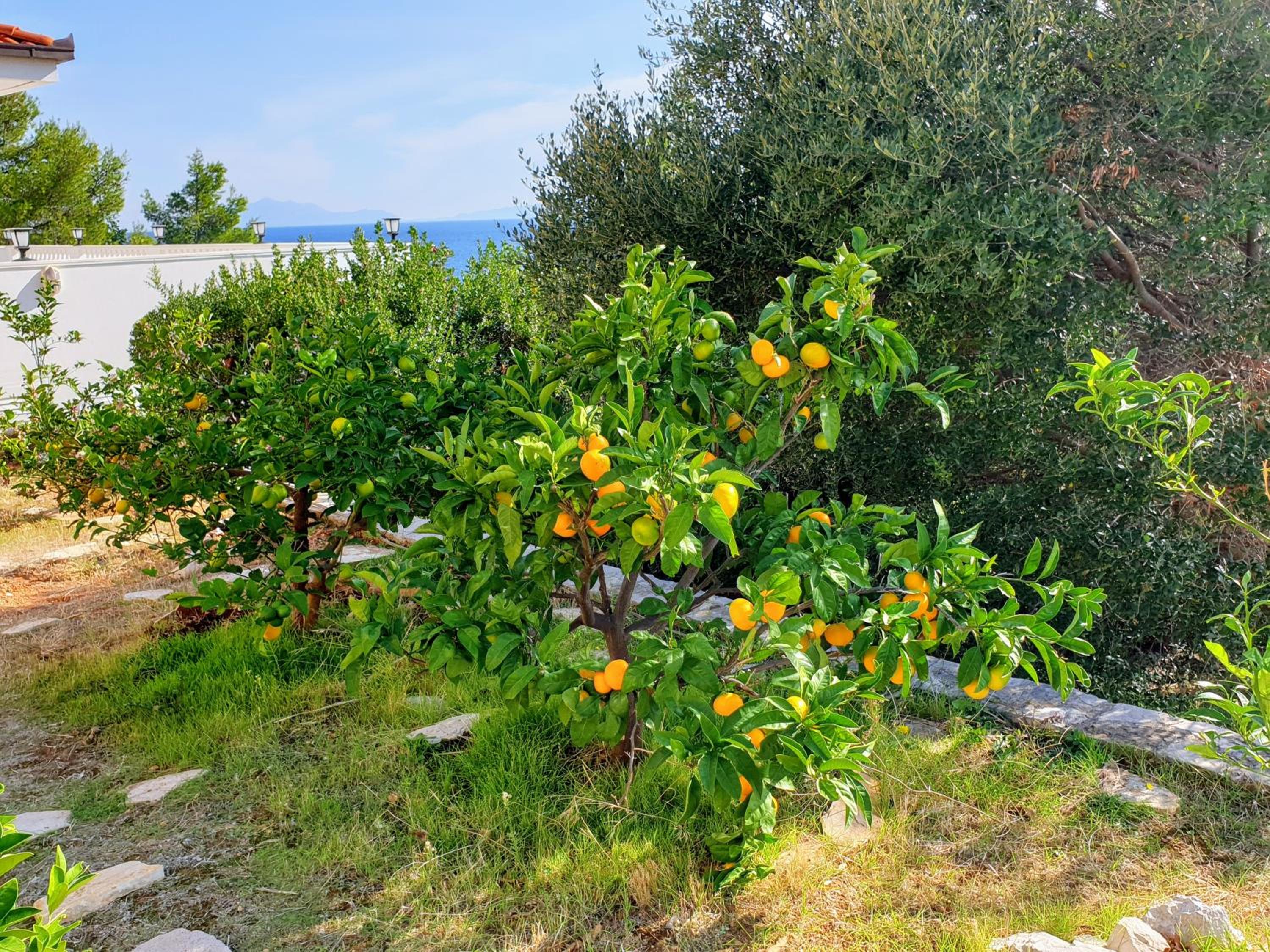 Photo 45