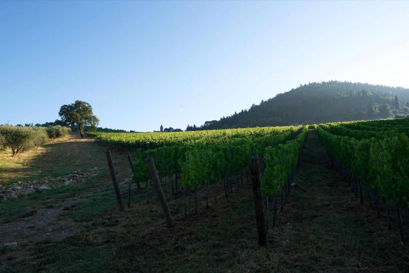 I Veroni - Agriturismo and Wine Cellar view 2