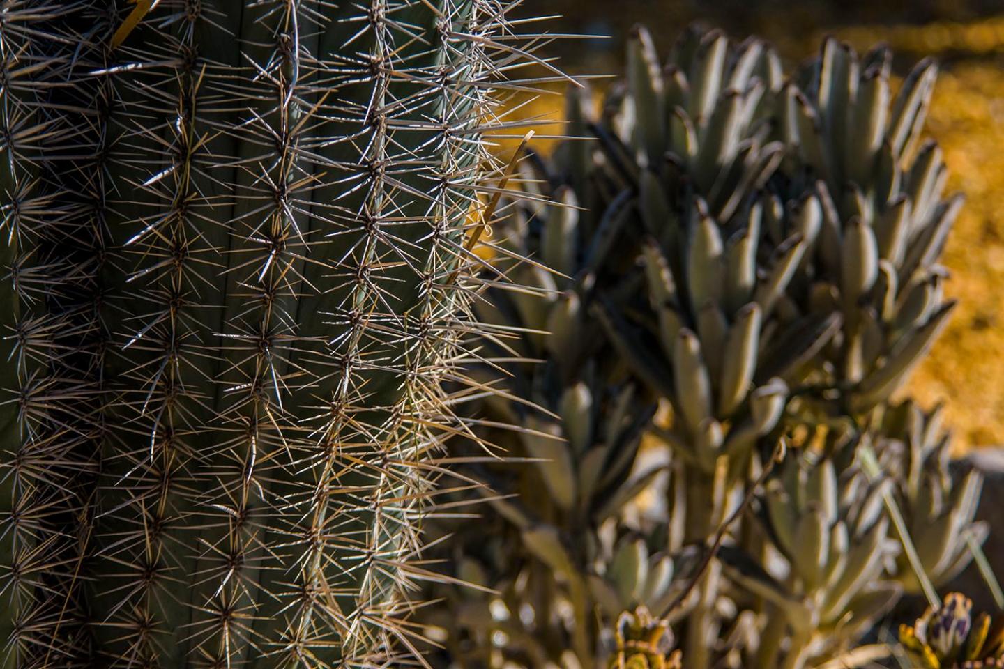 Cortijo 4 Elementos