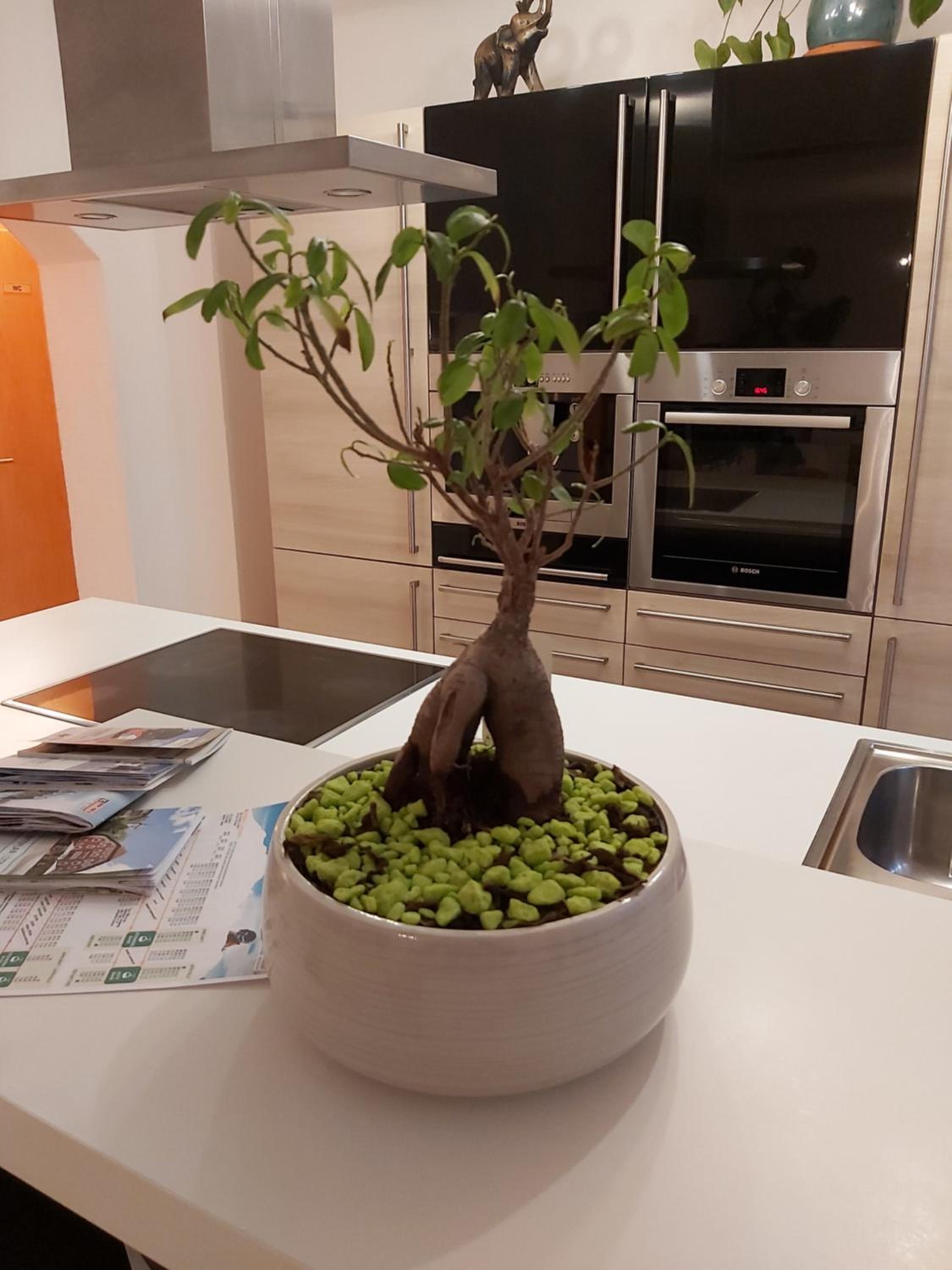 Appartement Fortuna