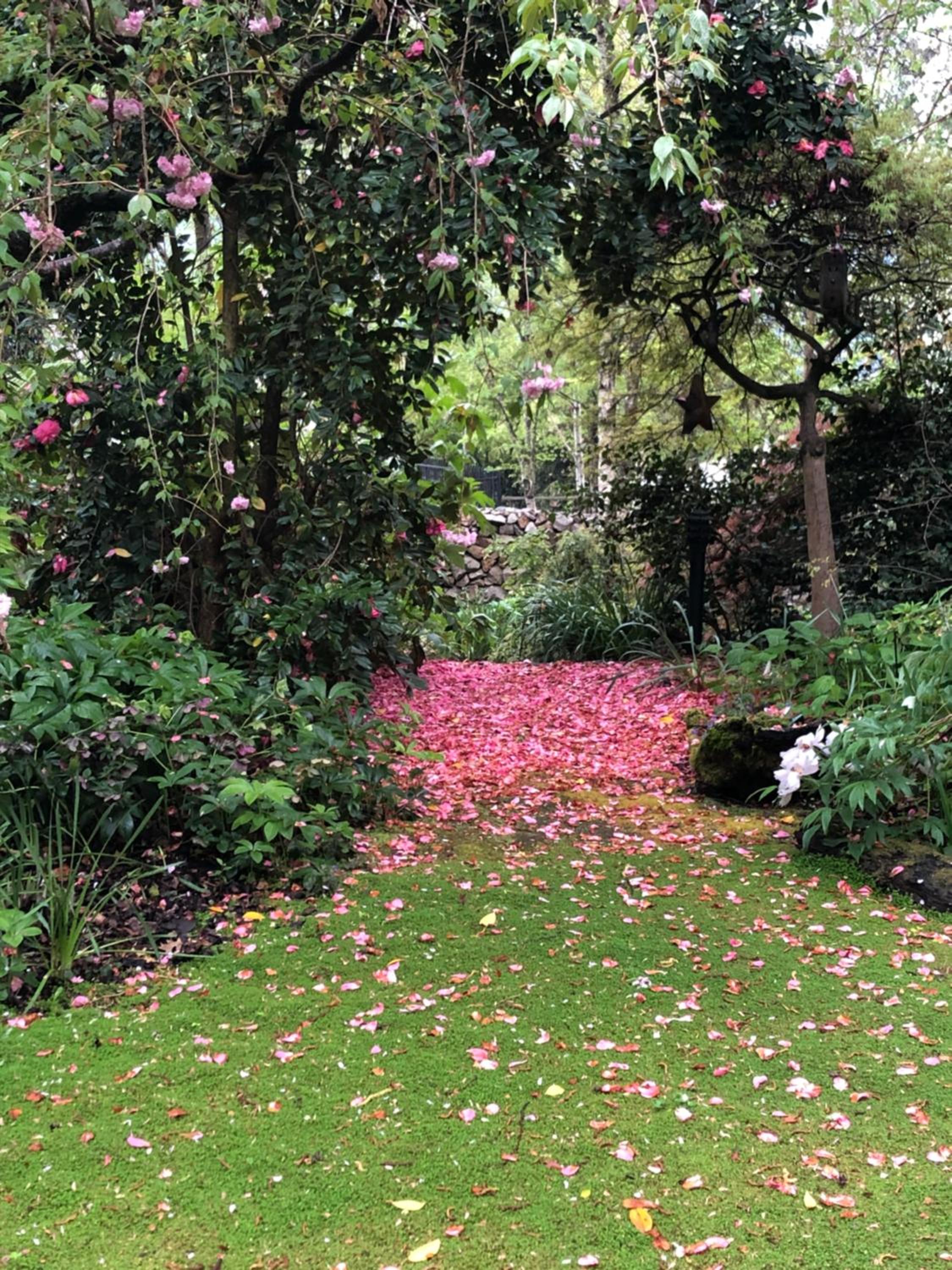 Lothlorien