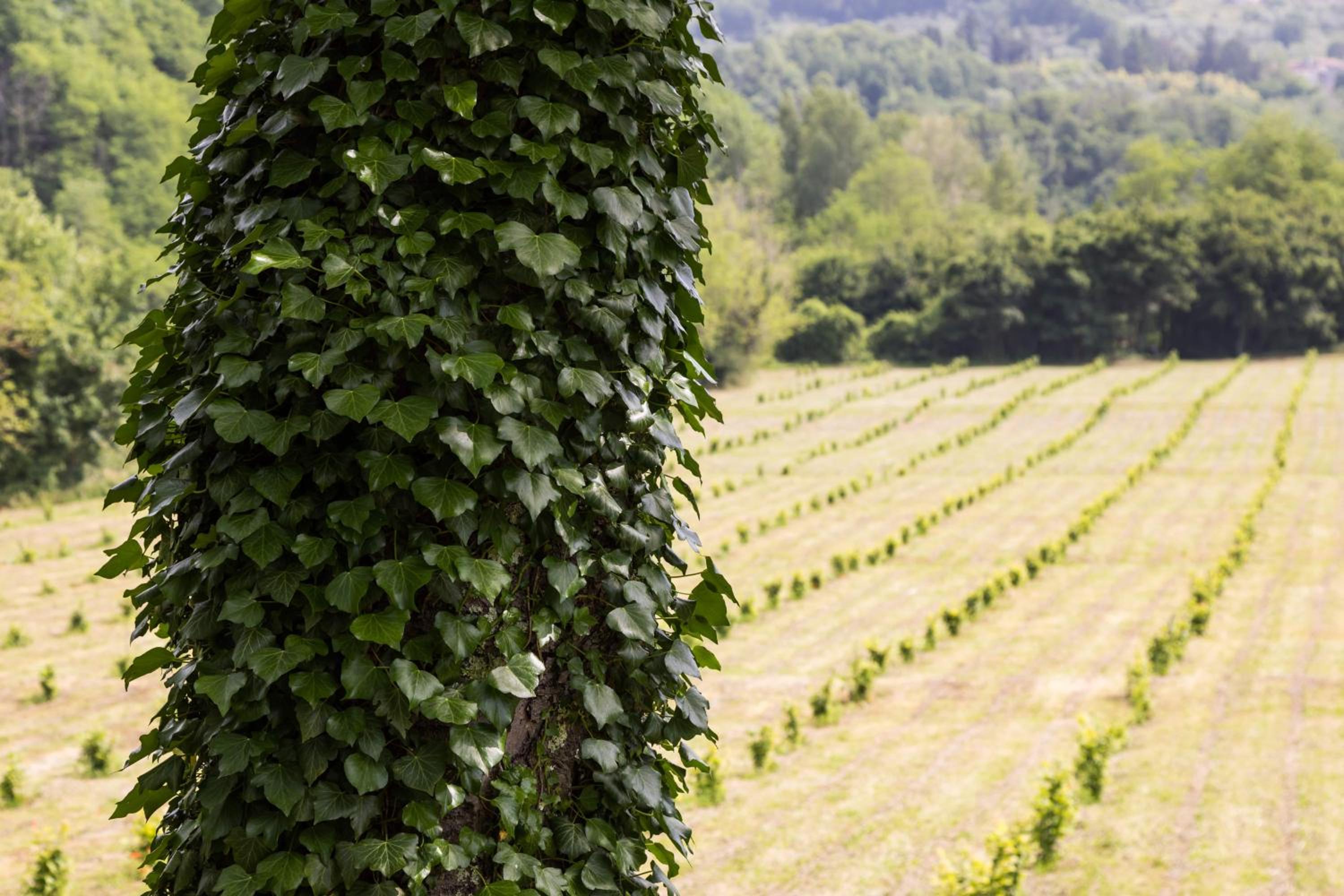 Podere Groppini view 2