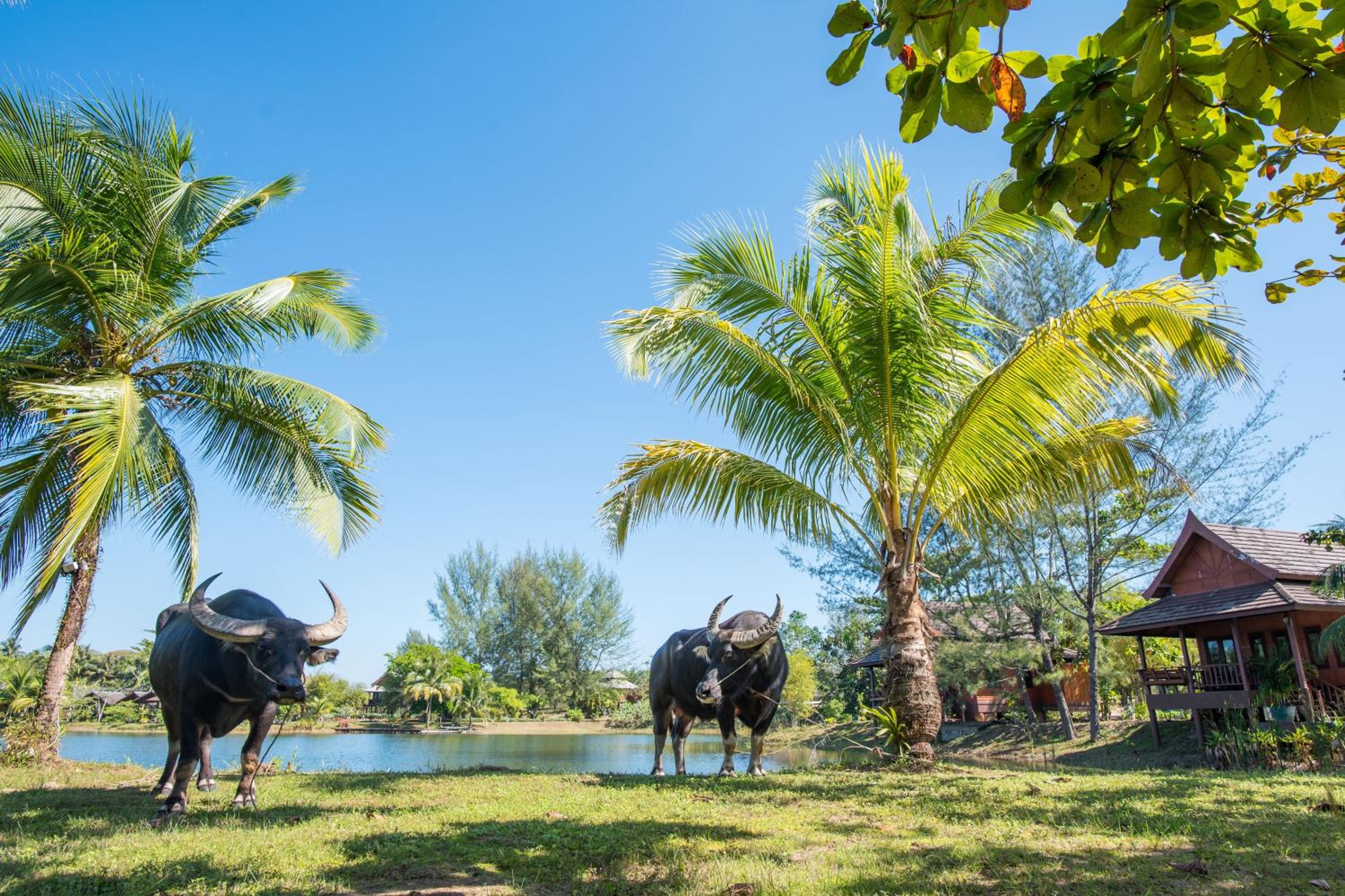 ThaiLife Wellness & Meditation Resort- SHA Plus