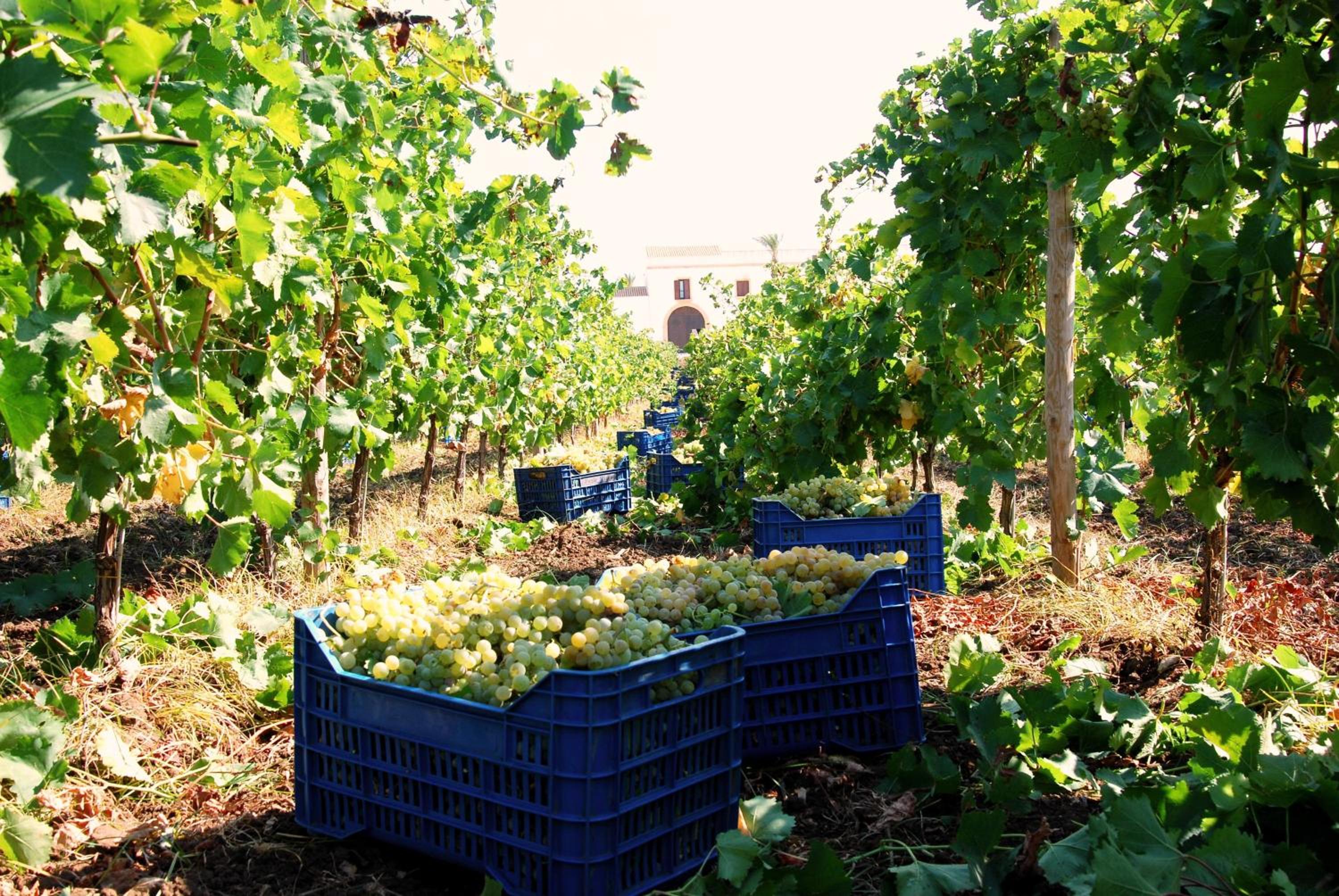 Agriturismo Baglio Donnafranca Wine Resort photo 3