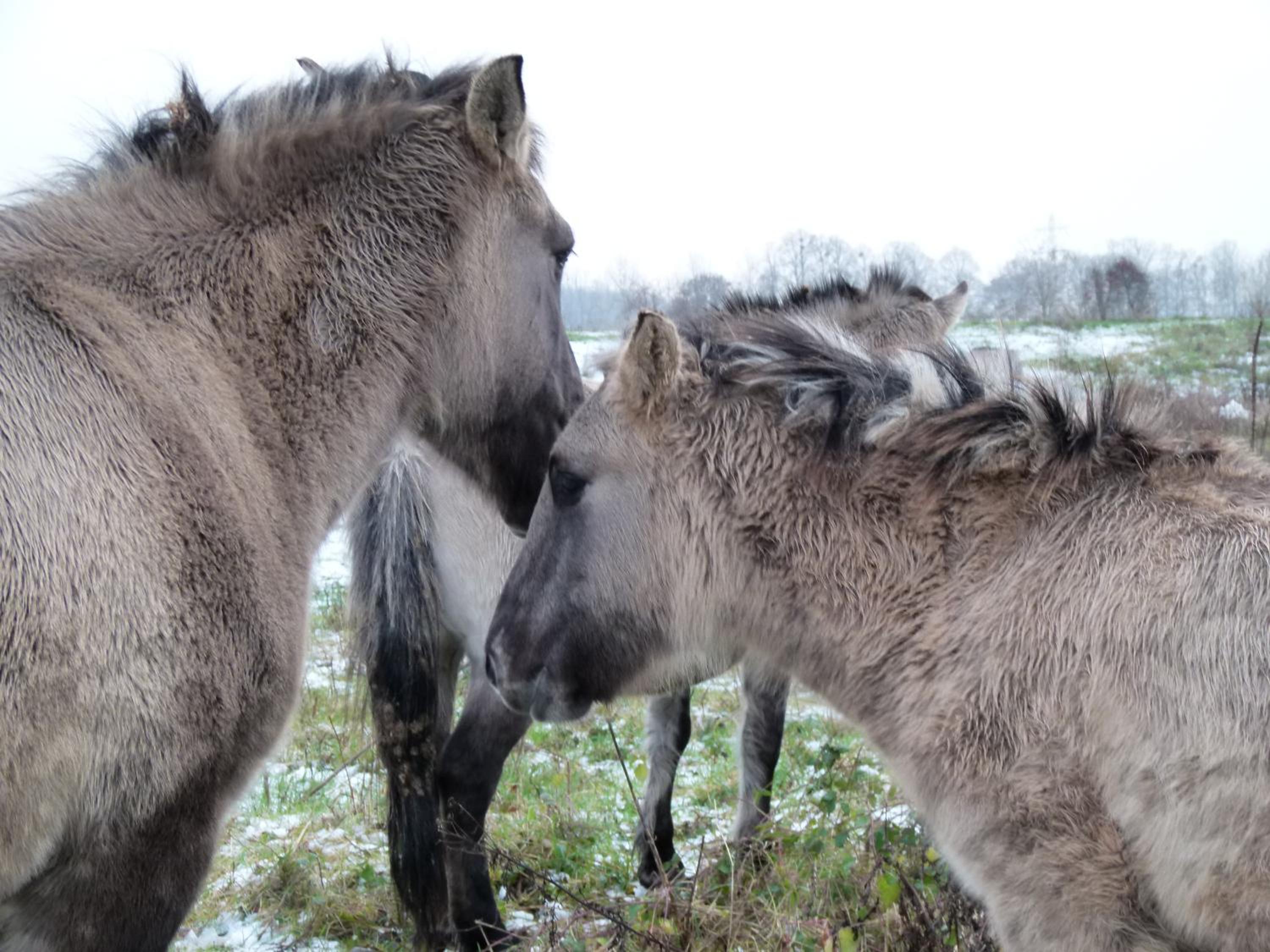 De Konik