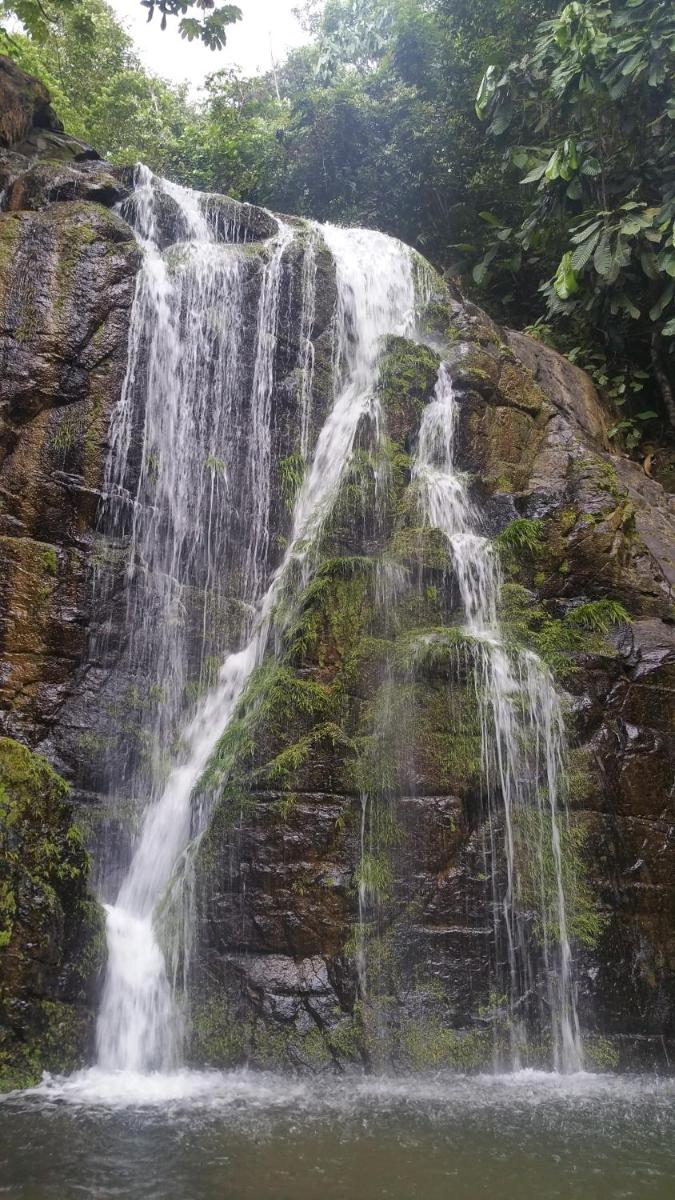 Osa de Rio