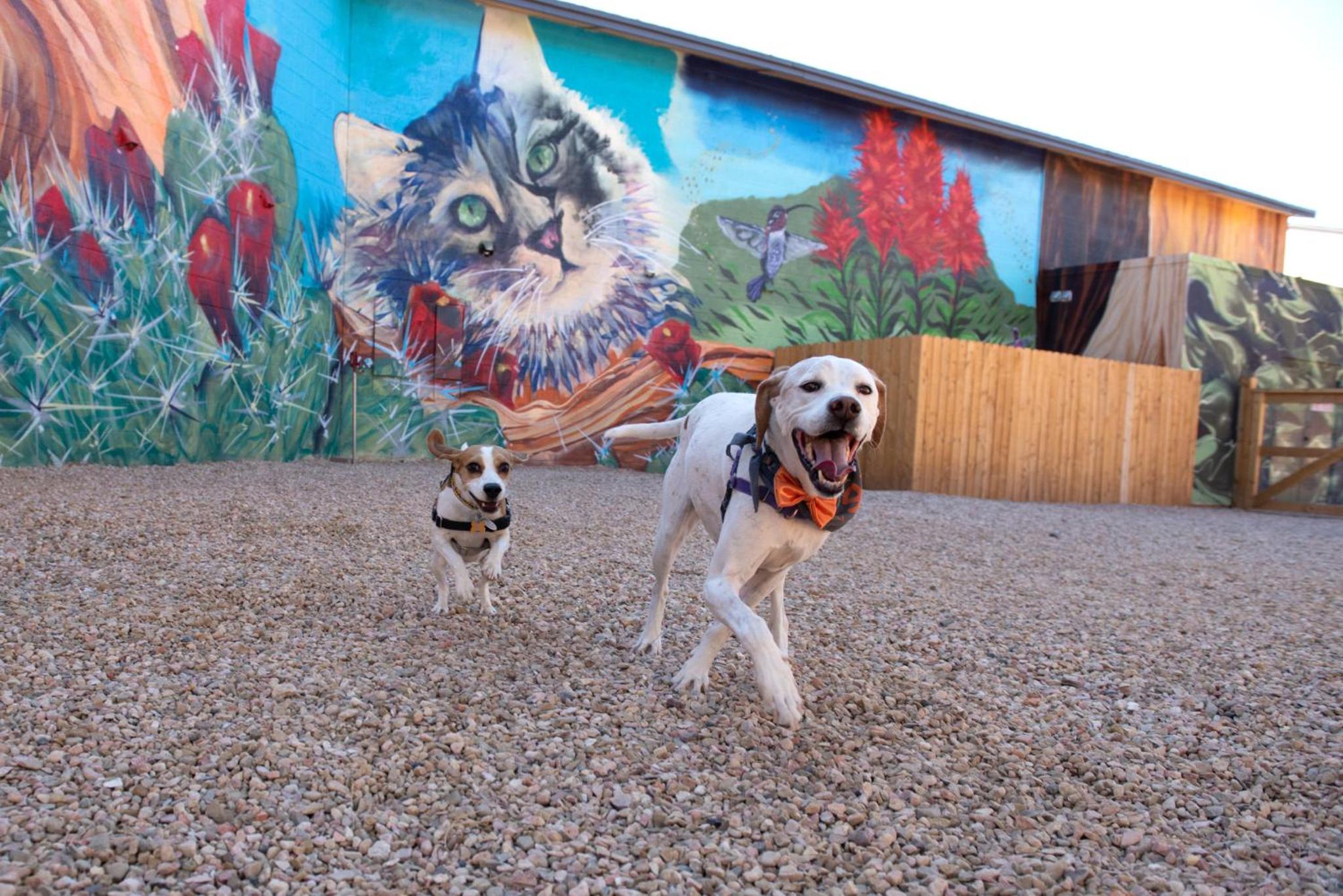 Kanab Vacations - Best Friends Roadhouse and Mercantile - Property Image 13