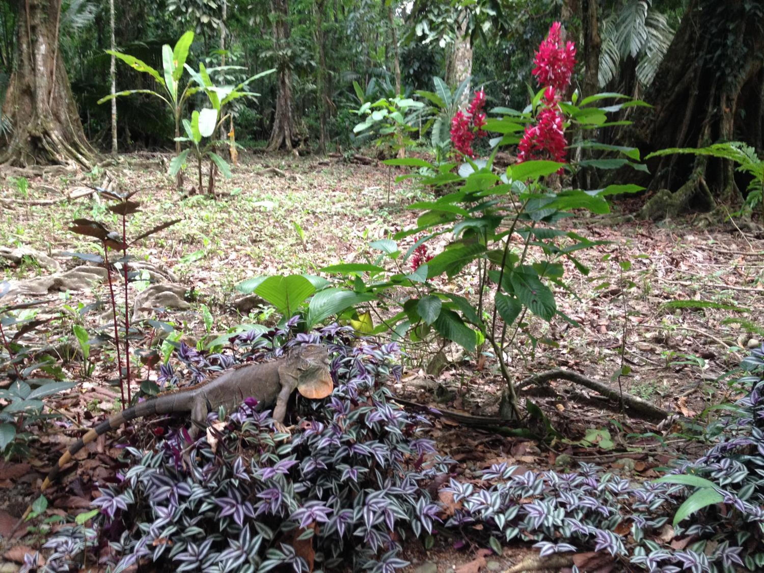 Casita Luna - Pure Wildlife & Private Beach