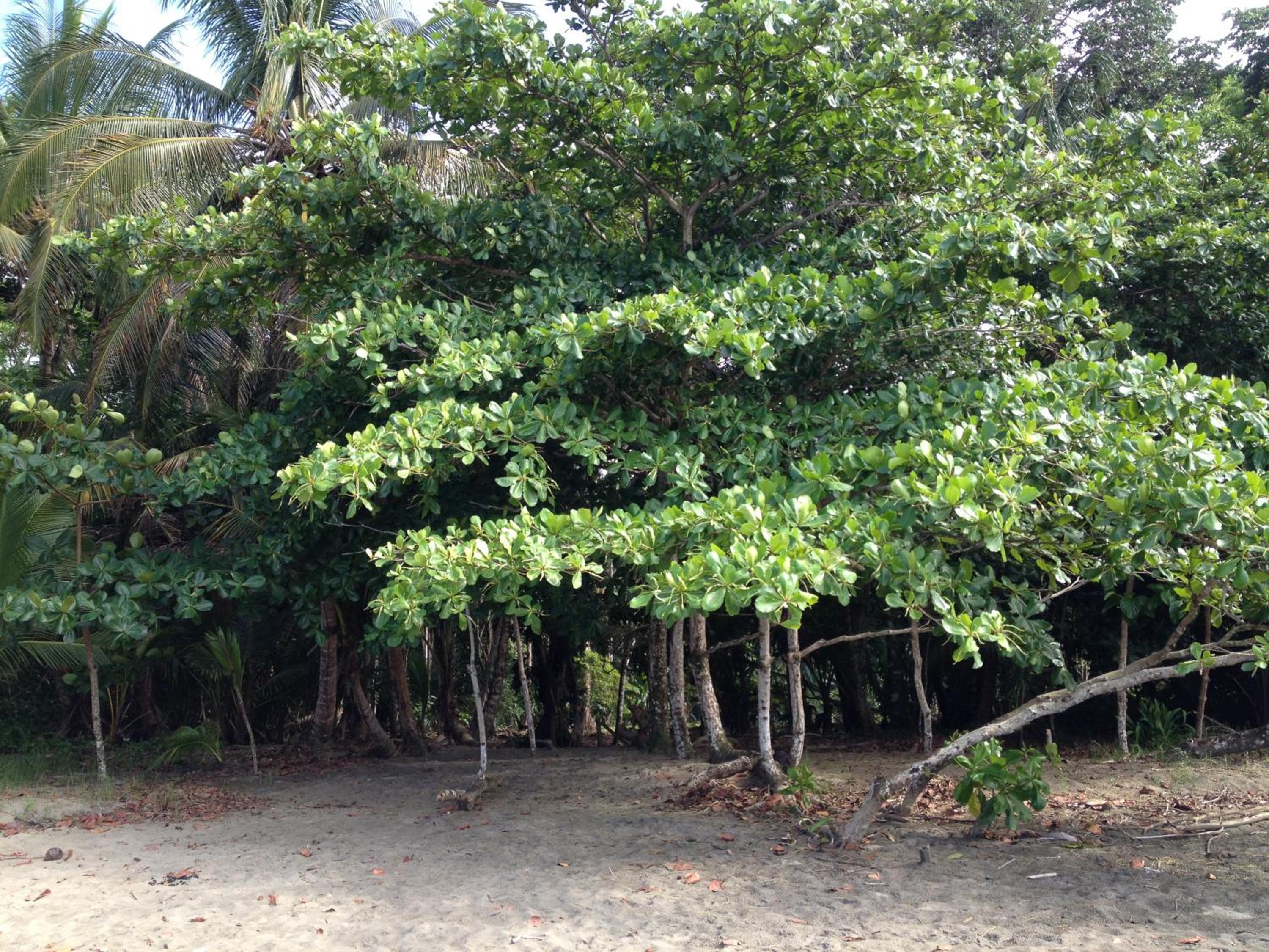 Casita Luna - Pure Wildlife & Private Beach