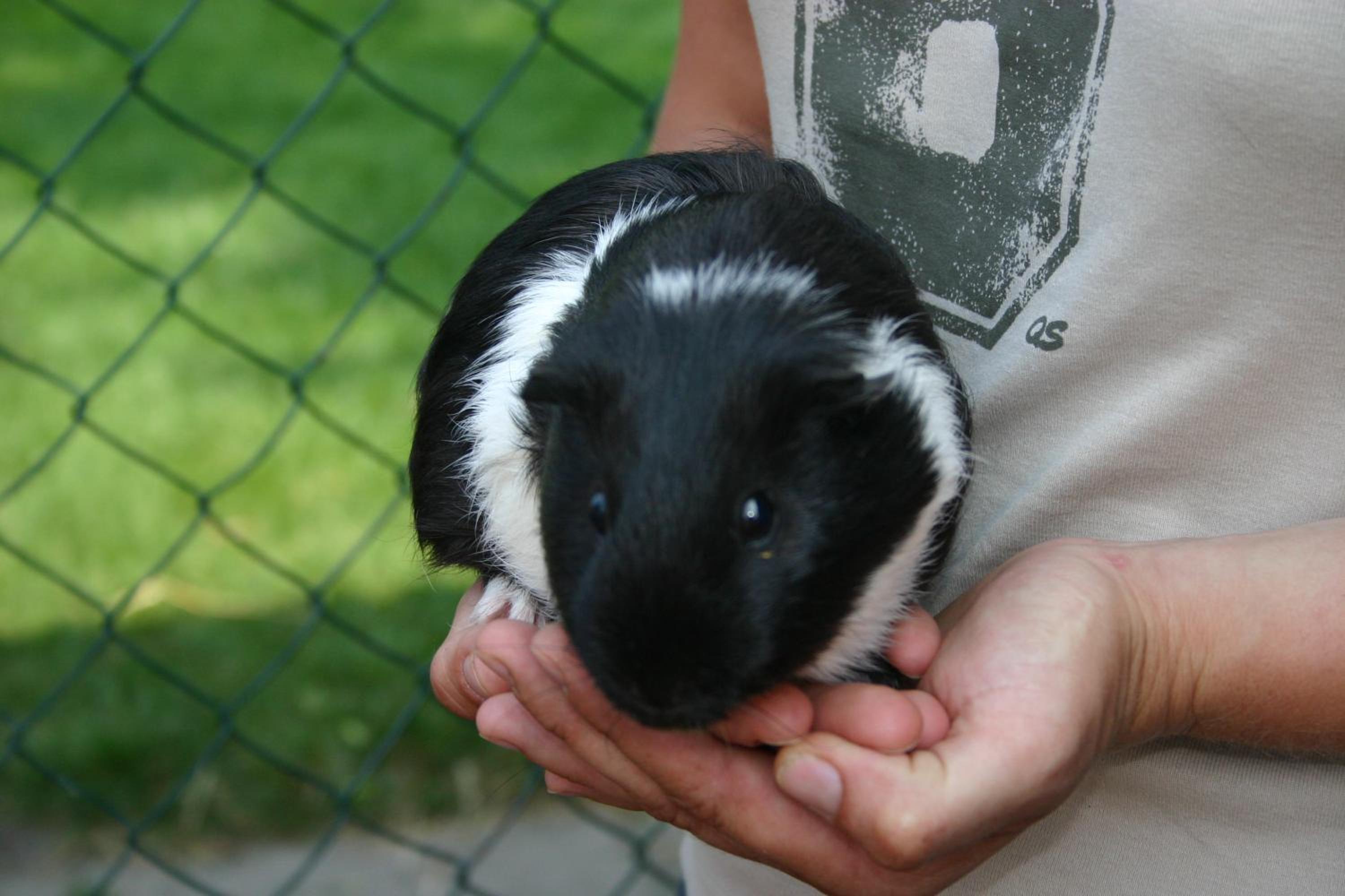 Photo 48