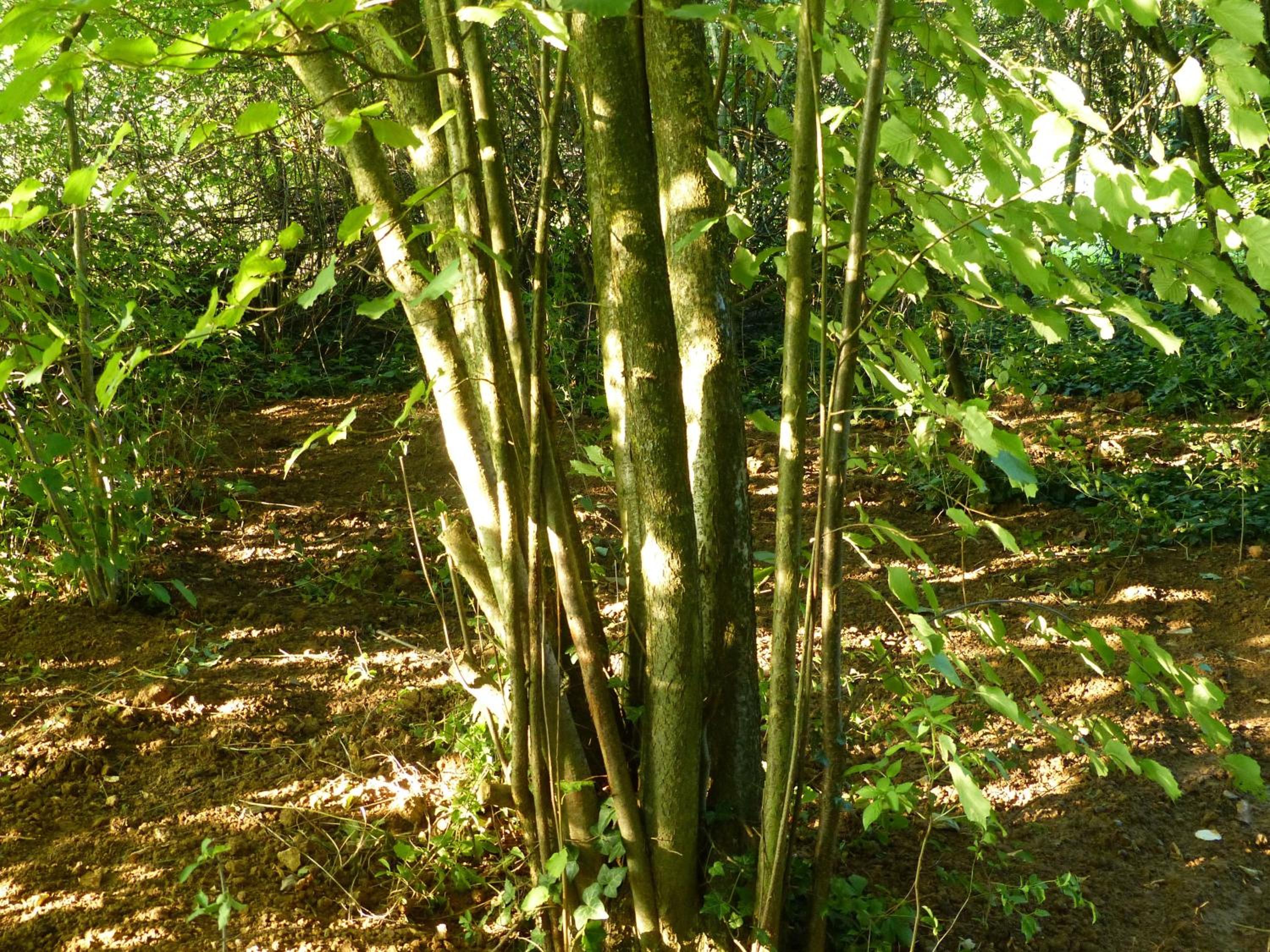 Photo 13