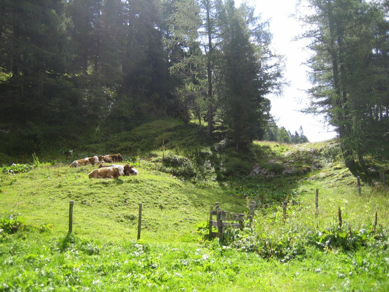 Photo 21