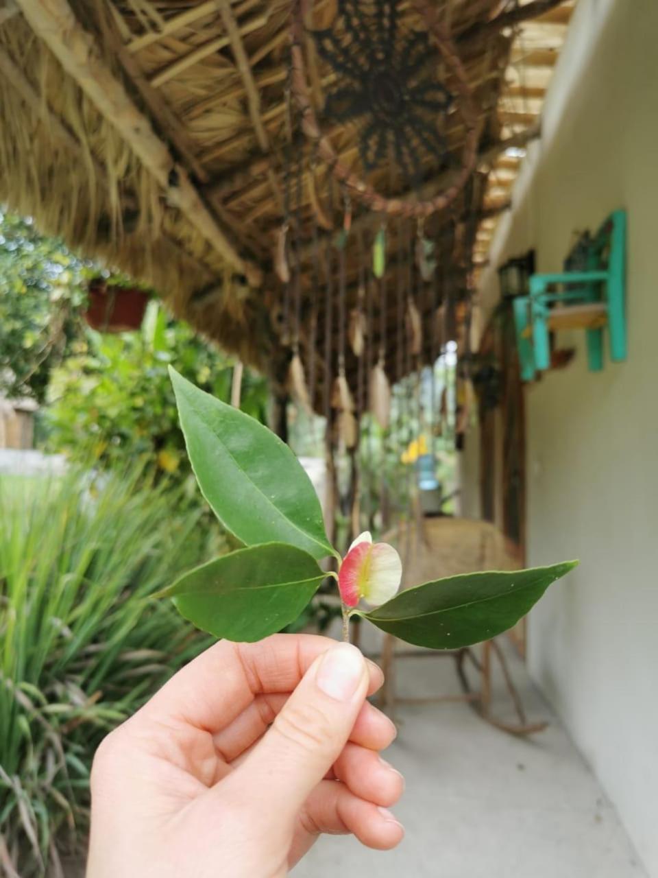 Cabañas Mannan