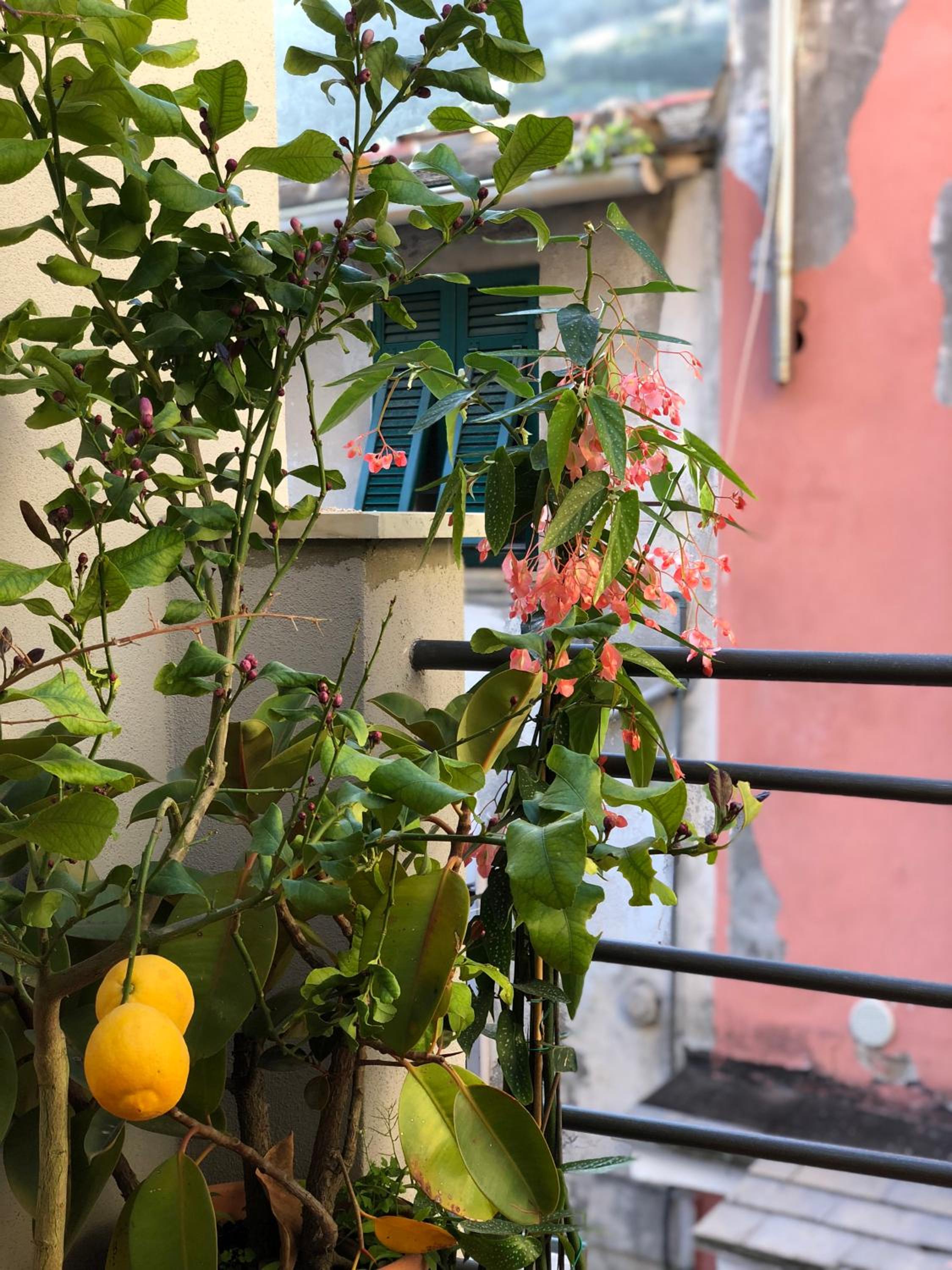 La Polena Camere Vernazza - Carattino Apartment photo 4