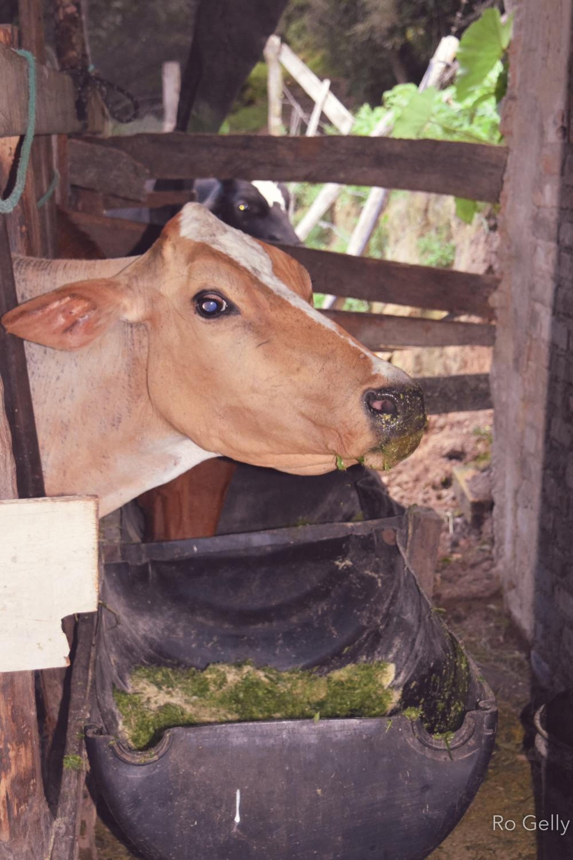 Rancho Pedra do Picú