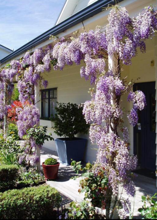 Olive Rabbit - Boutique Bed & Breakfast view 4