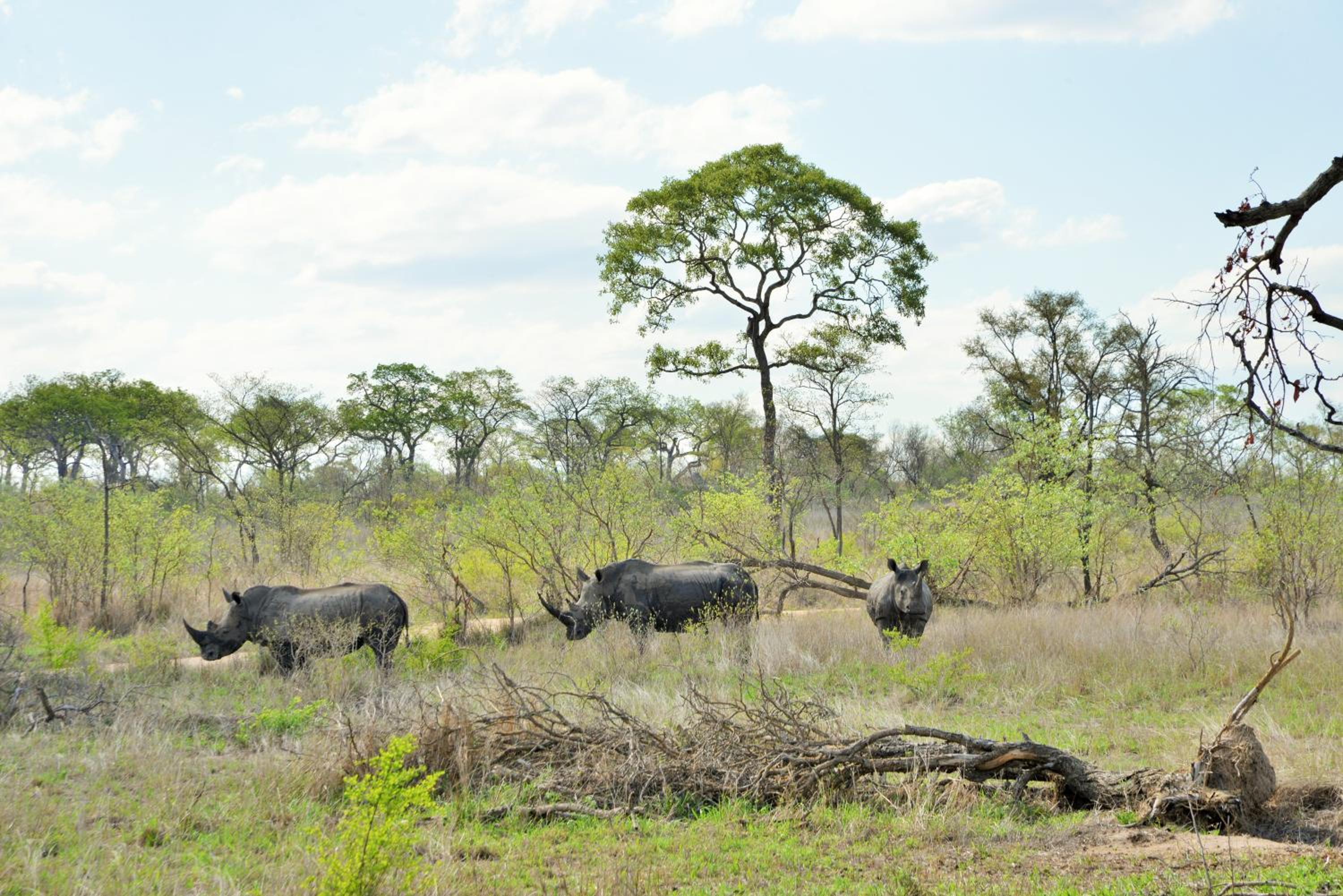 Rhino Walking Safaris