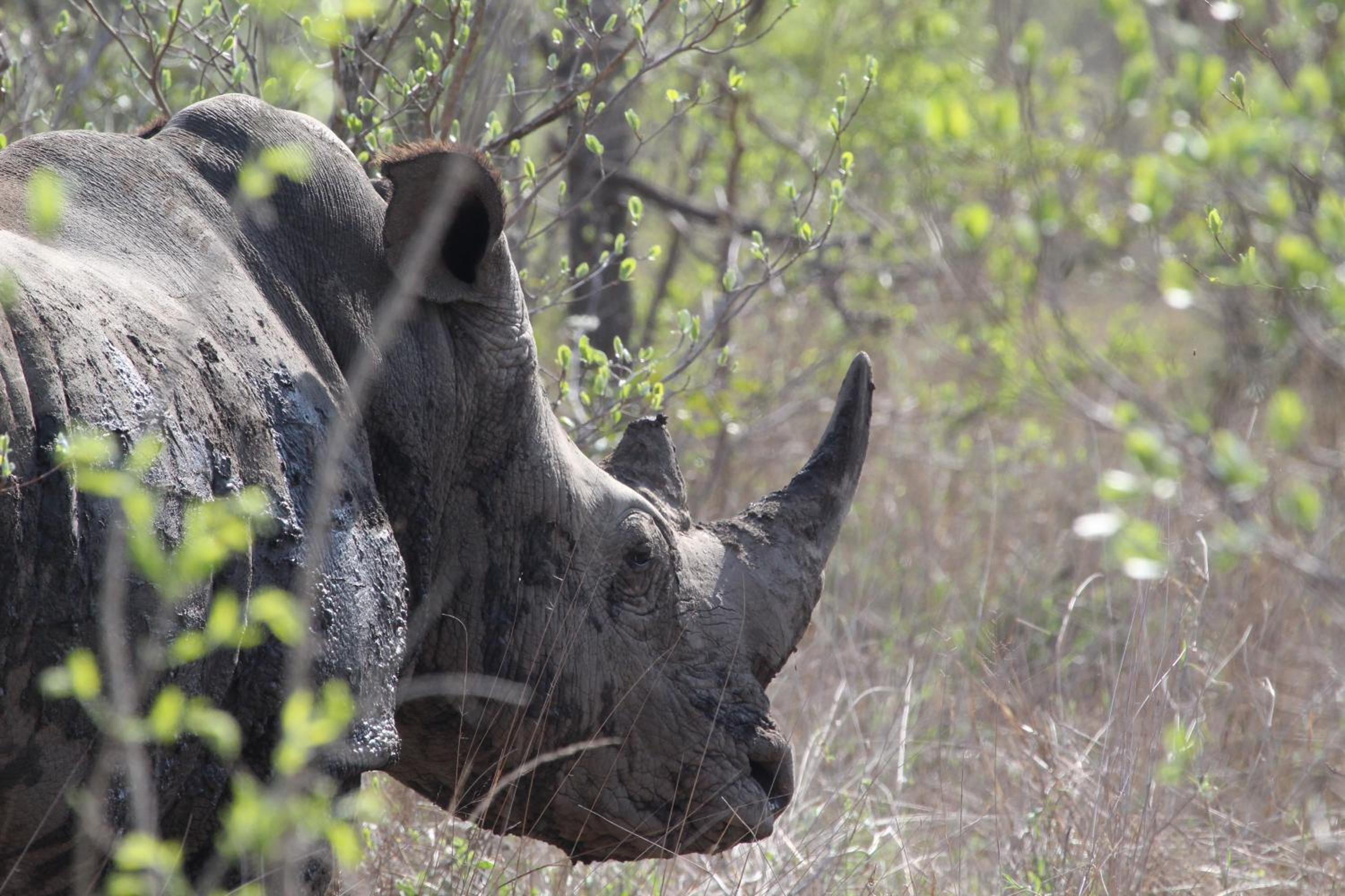 Rhino Walking Safaris